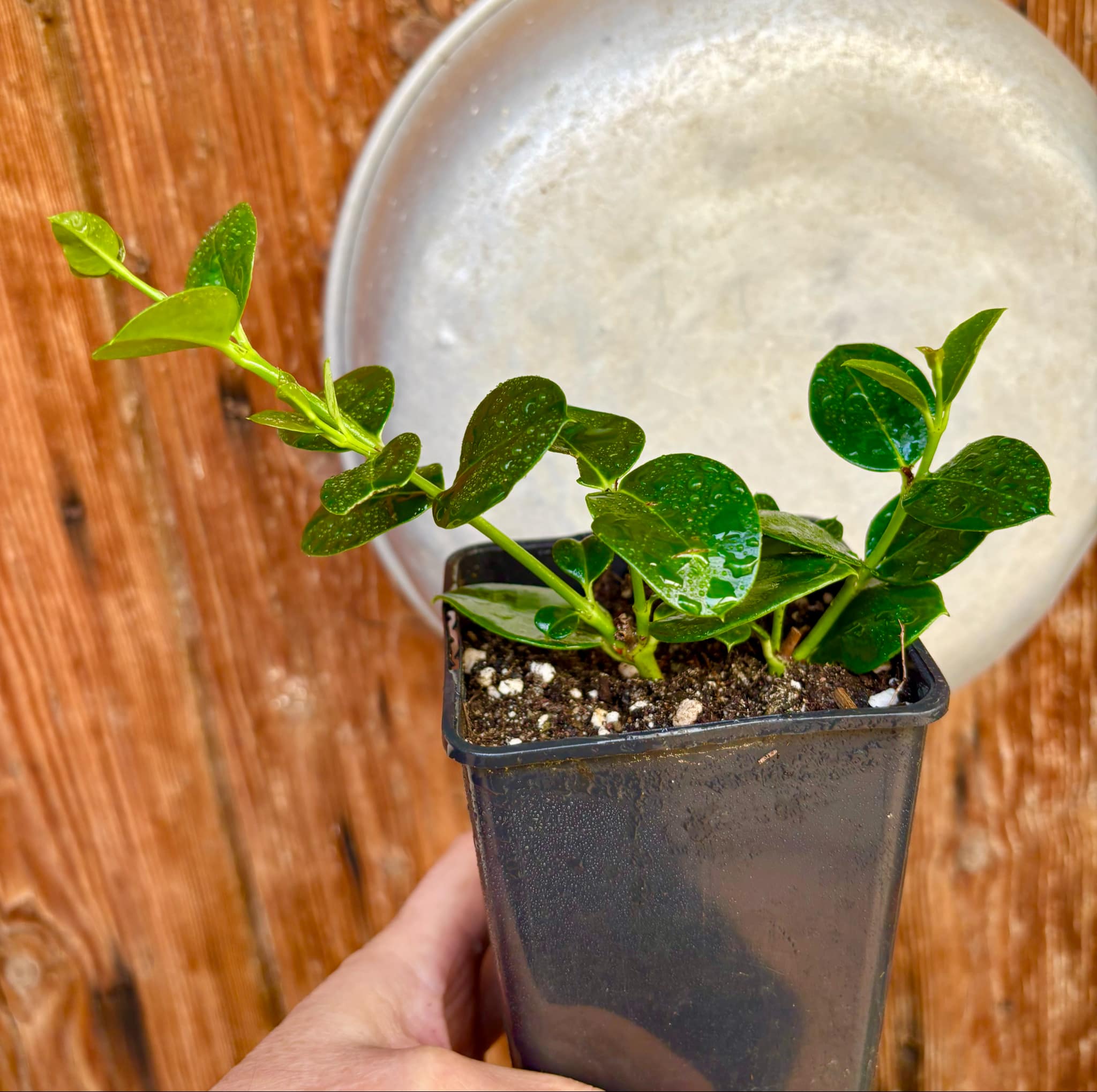 Carissa macrocarpa - Natal Plum - rooted cutting - 1 potted rooted cutting / 1 getopfter, bewurzelter Steckling