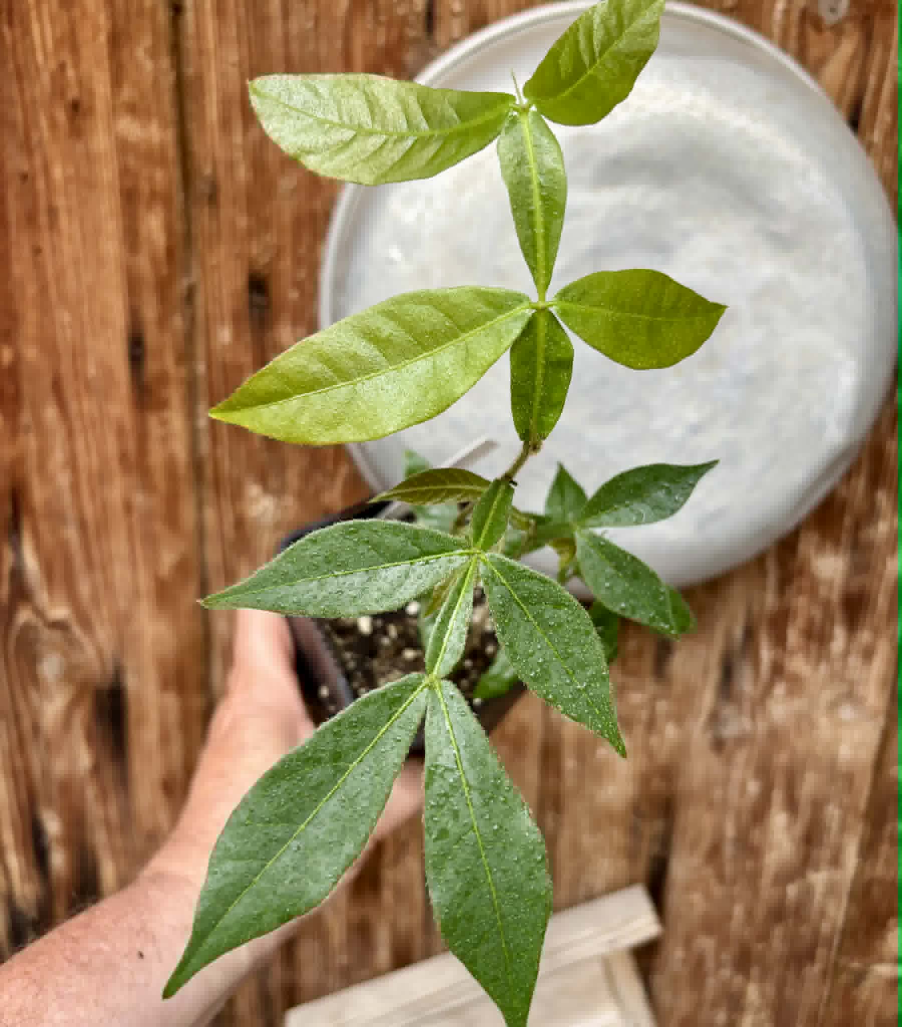 3 in 1 pot - Inga vera  - 3 seedlings in one pot / 3 Sämlinge in einem Topf