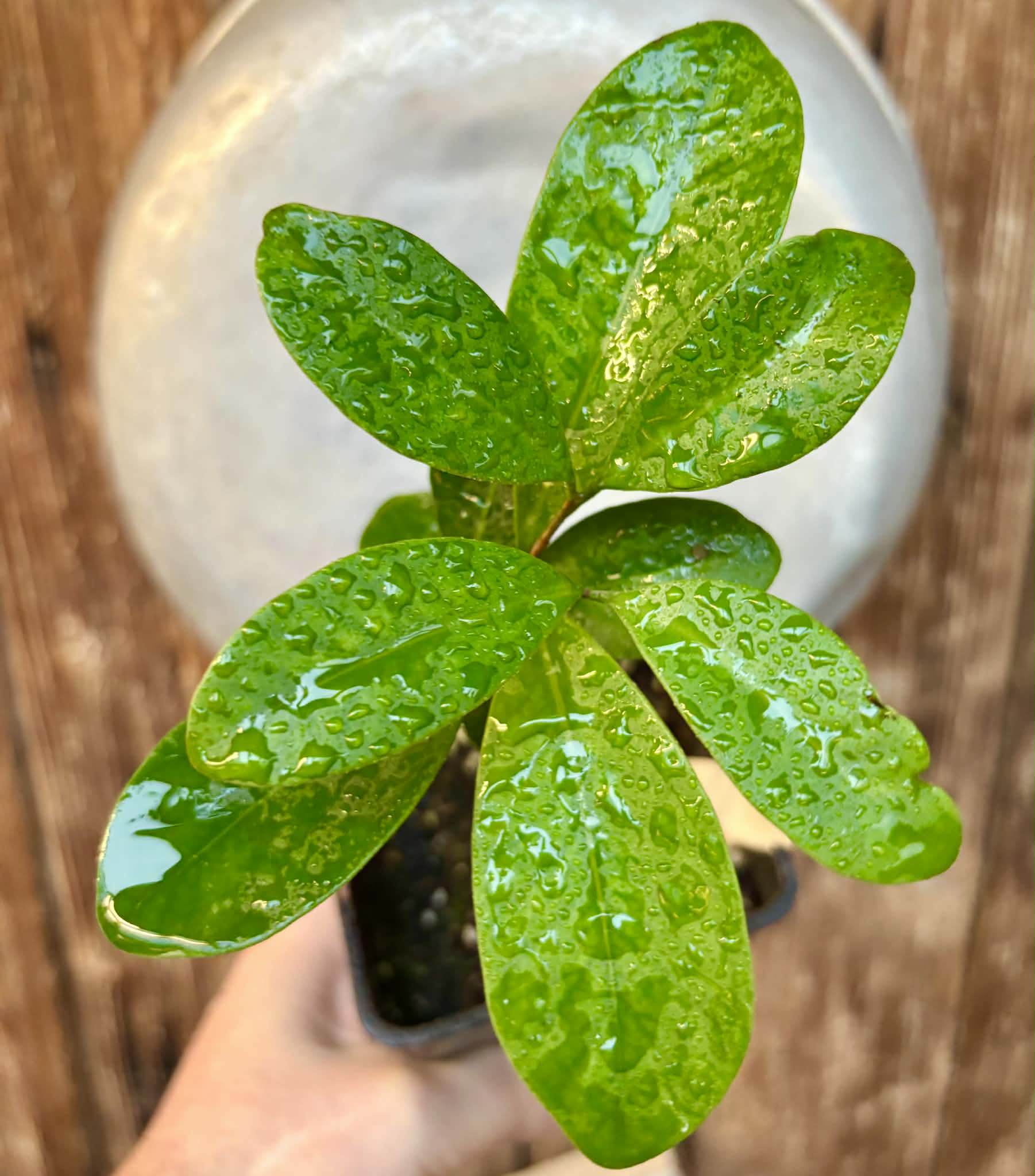 Myrcia sp Jequitinhonha - 1 potted seedling / 1 getopfter Sämling