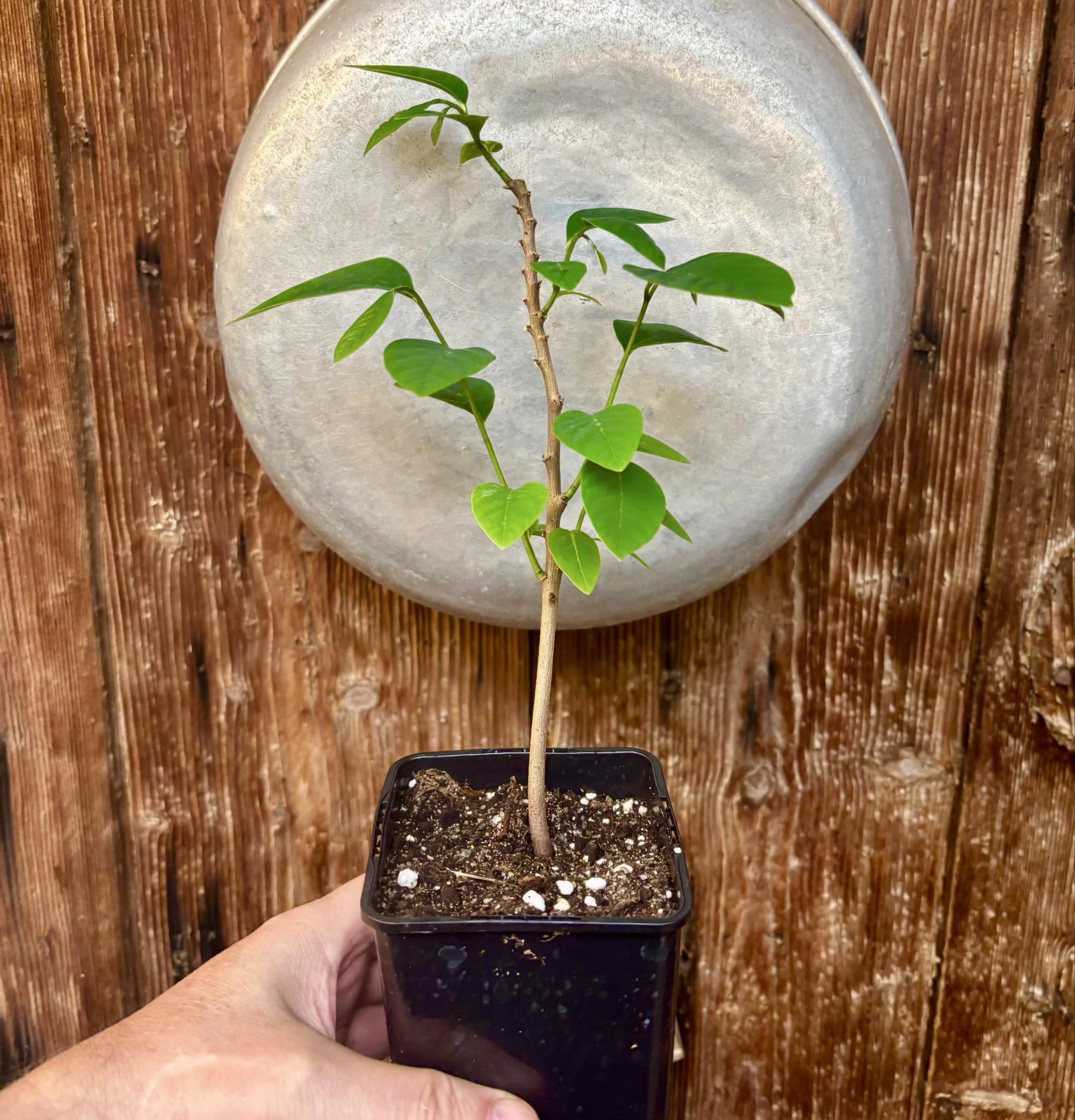 Cherimoya var. Fino de Jete (Annona cherimola) - 1 potted plant / 1 getopfte Pflanze