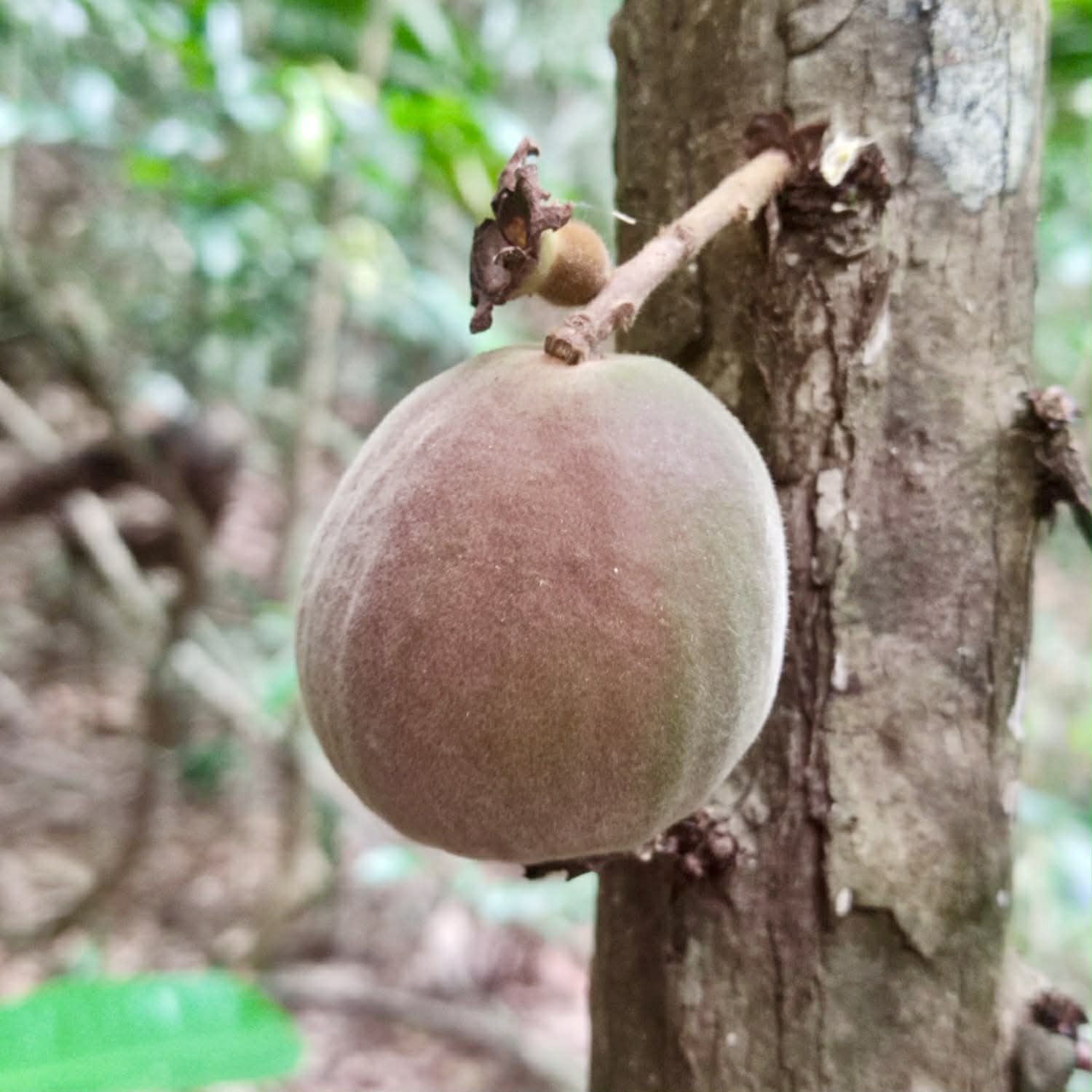 only 1 seed available - Pre-Order - Plinia rara Vermelha - 1 fresh seed / 1 frischer Samen