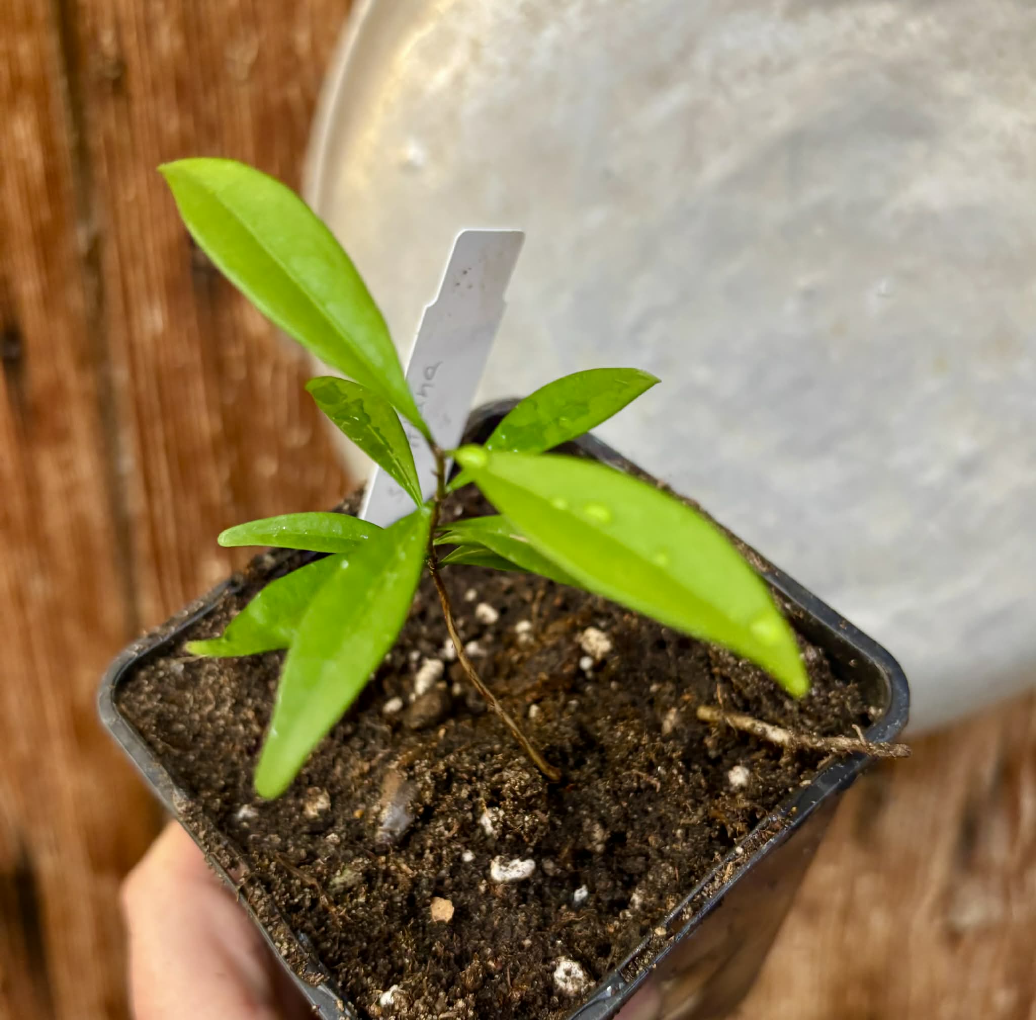 Eugenia schottiana -  1 small potted seedling / 1 kleiner, getopfter Sämling