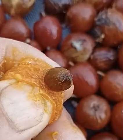 Unknown fruit from Amazonas Rondonia Brasil - 1 fresh seed / 1 frischer Samen Unknown fruit from Amazonas Rondonia Brasil - 1 fresh seed / 1 frischer Samen