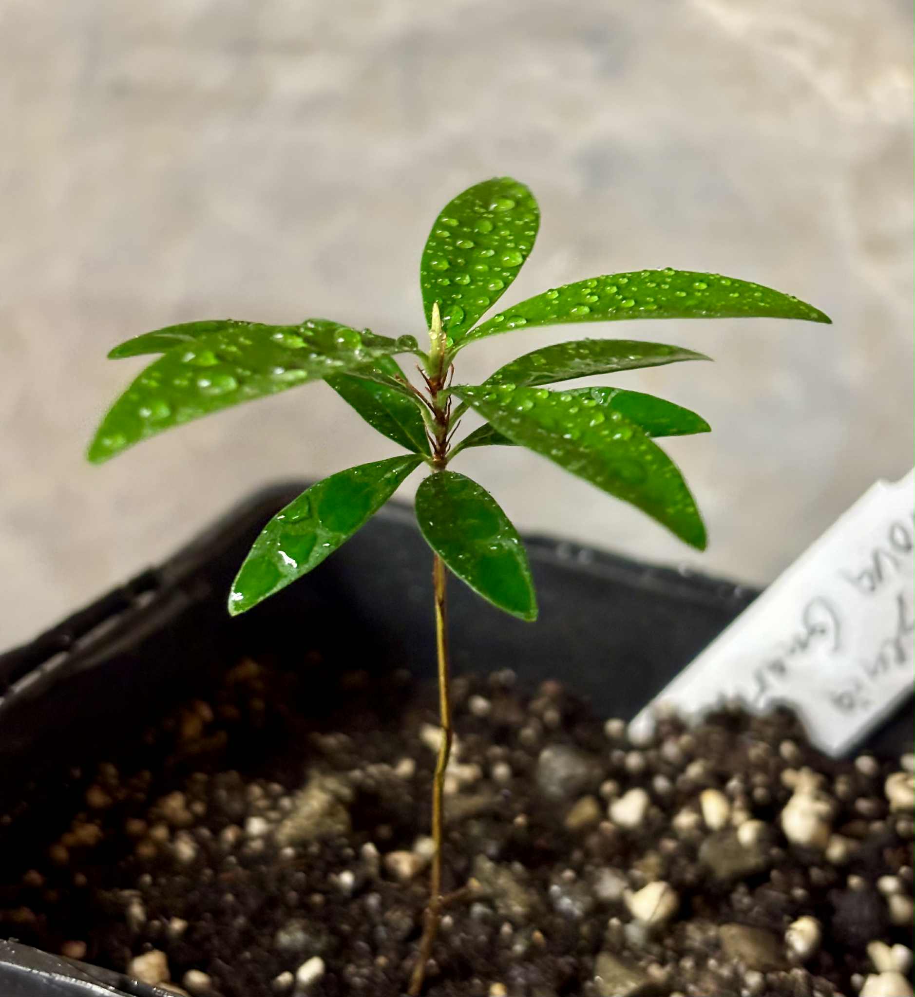 Eugenia sp Nova Rio Guari - 1 potted seedling / 1 getopfter Sämling