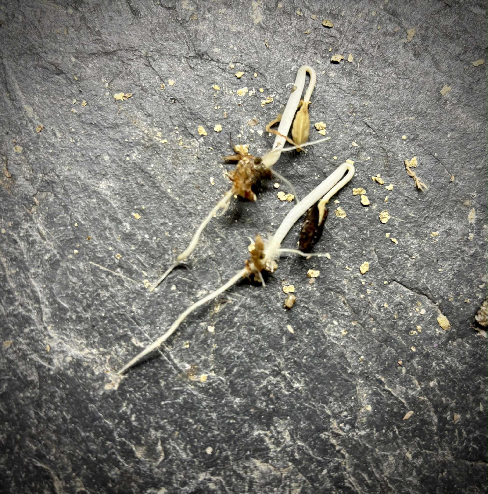 Passiflora quadrangularis - 1 germinated seed / 1 gekeimter Samen