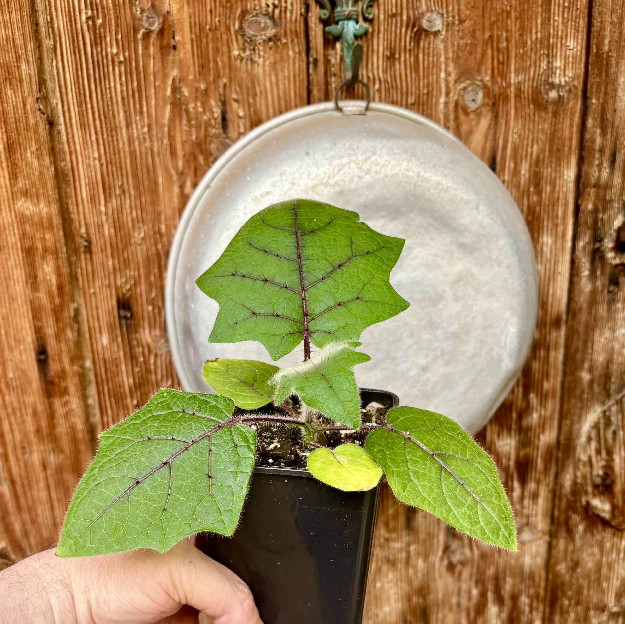 Lulo (Solanum quitoense) - 1 potted seedling / 1 getopfter Sämling