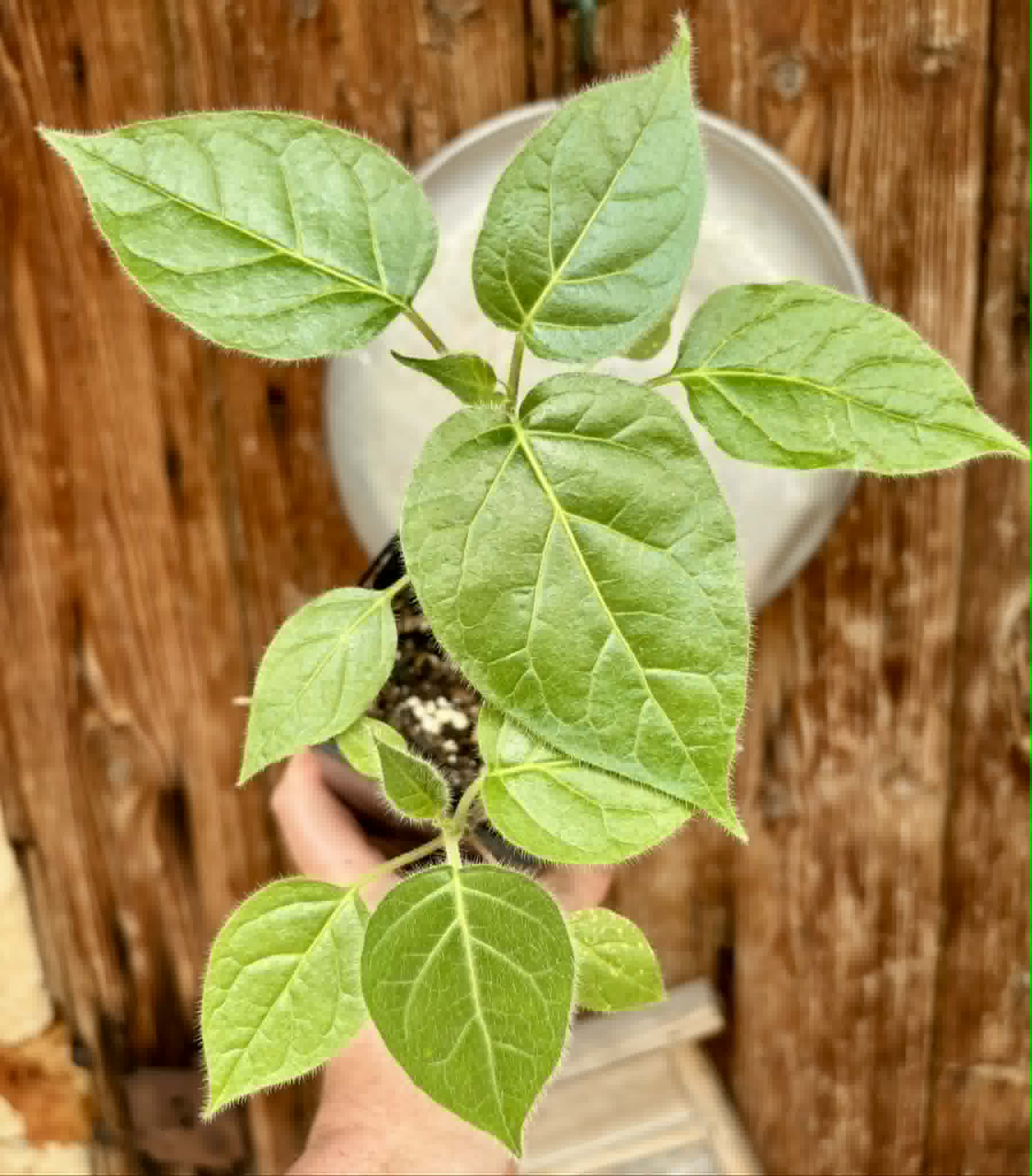 2 in 1 pot - Solanum sibundoyense - 2 seedlings in one pot / 2 Sämlinge in einem Topf