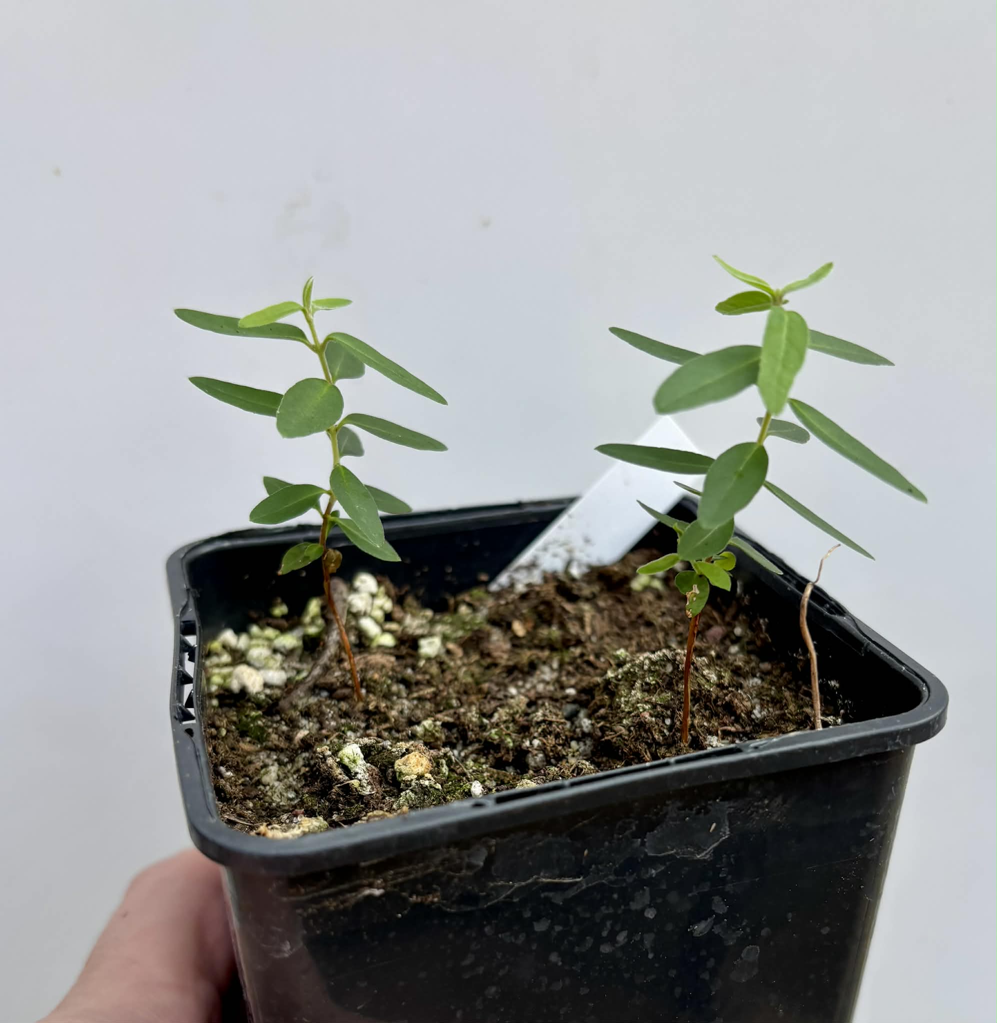 2 in 1 pot - Guayabita (Psidium oligospermum) - 2 seedlings in one pot / 2 Sämlinge in einem Topf