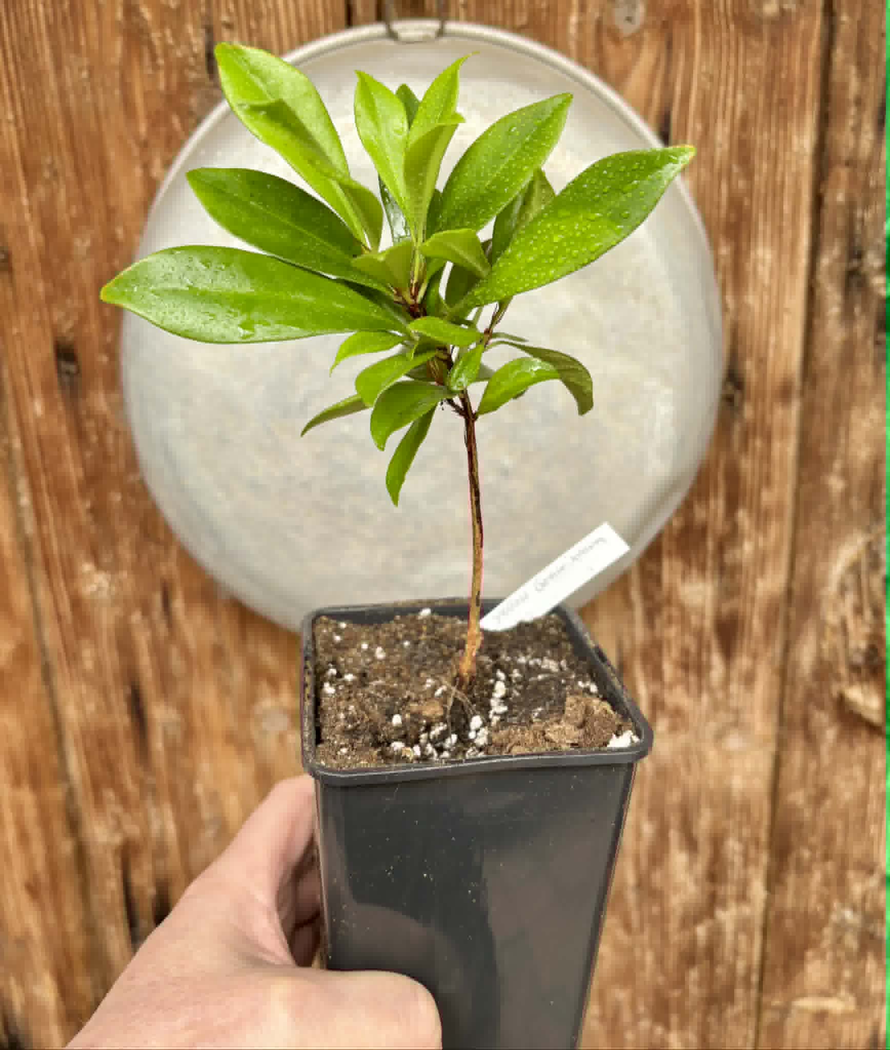 over 1 year old - Yellow Grumixama (Eugenia brasiliensis var. leucocarpa) - 1 potted plant / 1 getopfte Pflanze