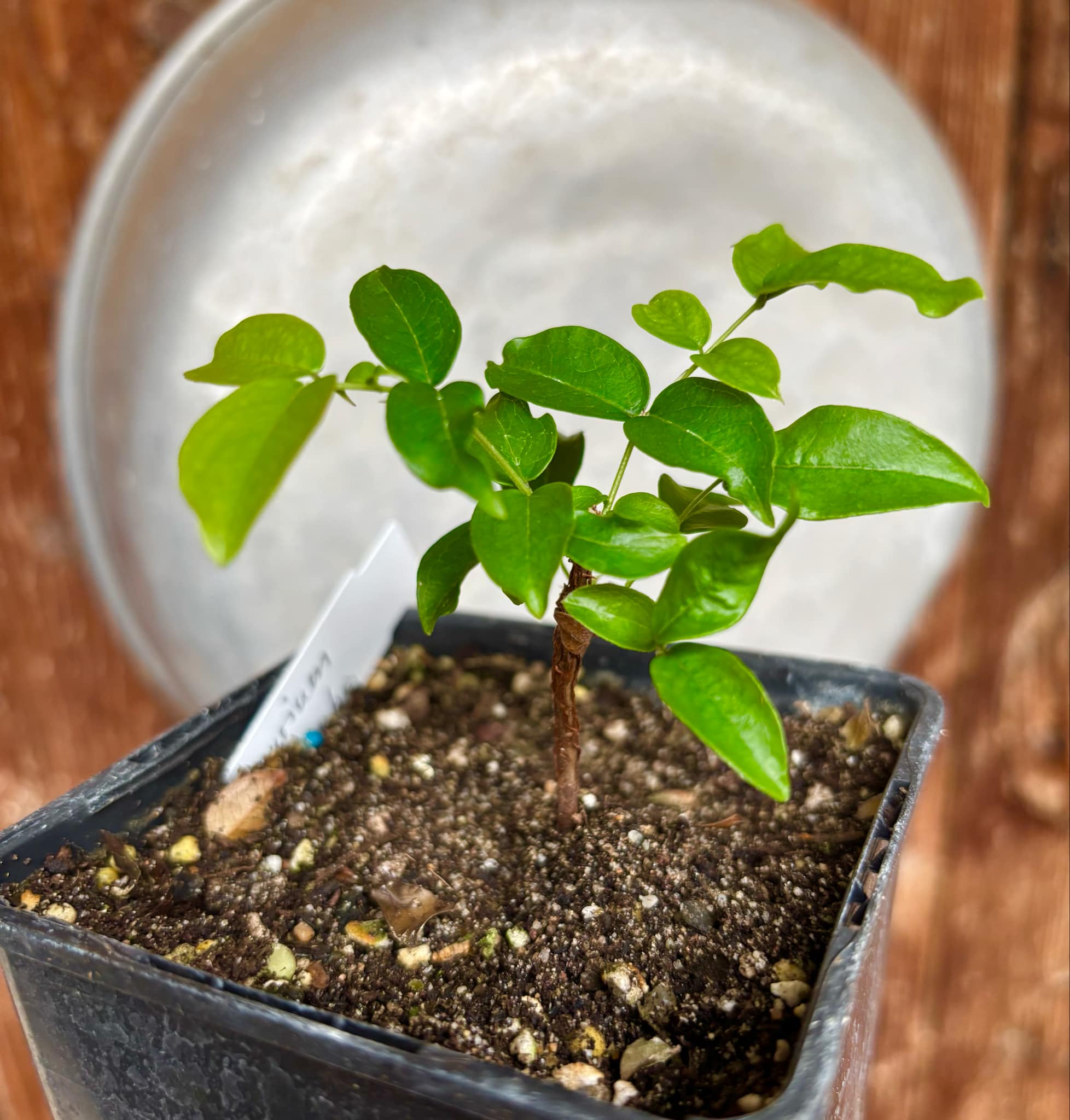 Plinia sp Caipirinha - Guapurium caipirinha - 1 potted plant / 1 getopfte Pflanze