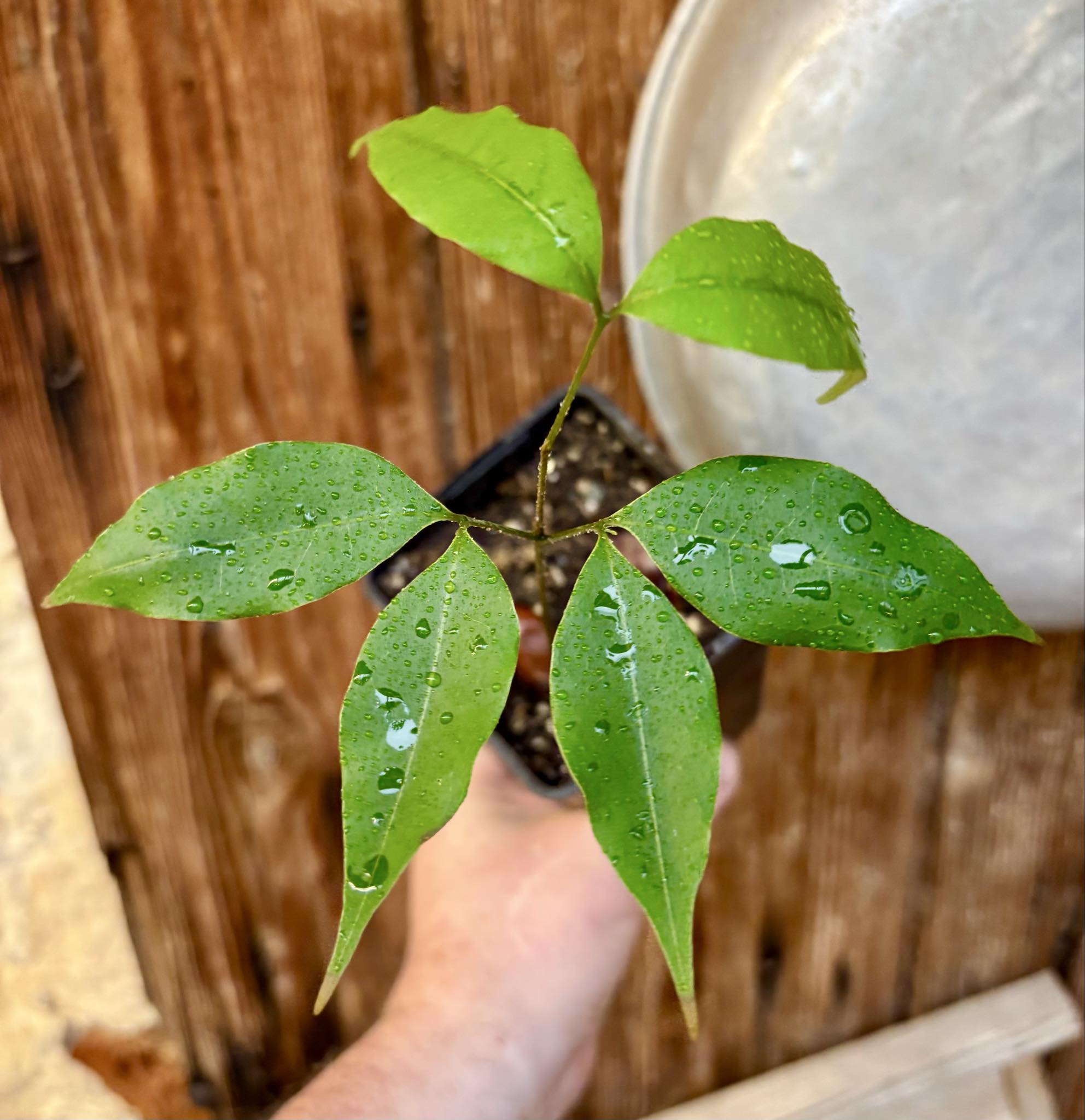 Litchi chinensis - var. Fei Zi Xiao (Litchi chinensis) - 1 potted seedling / 1 getopfter Sämling 