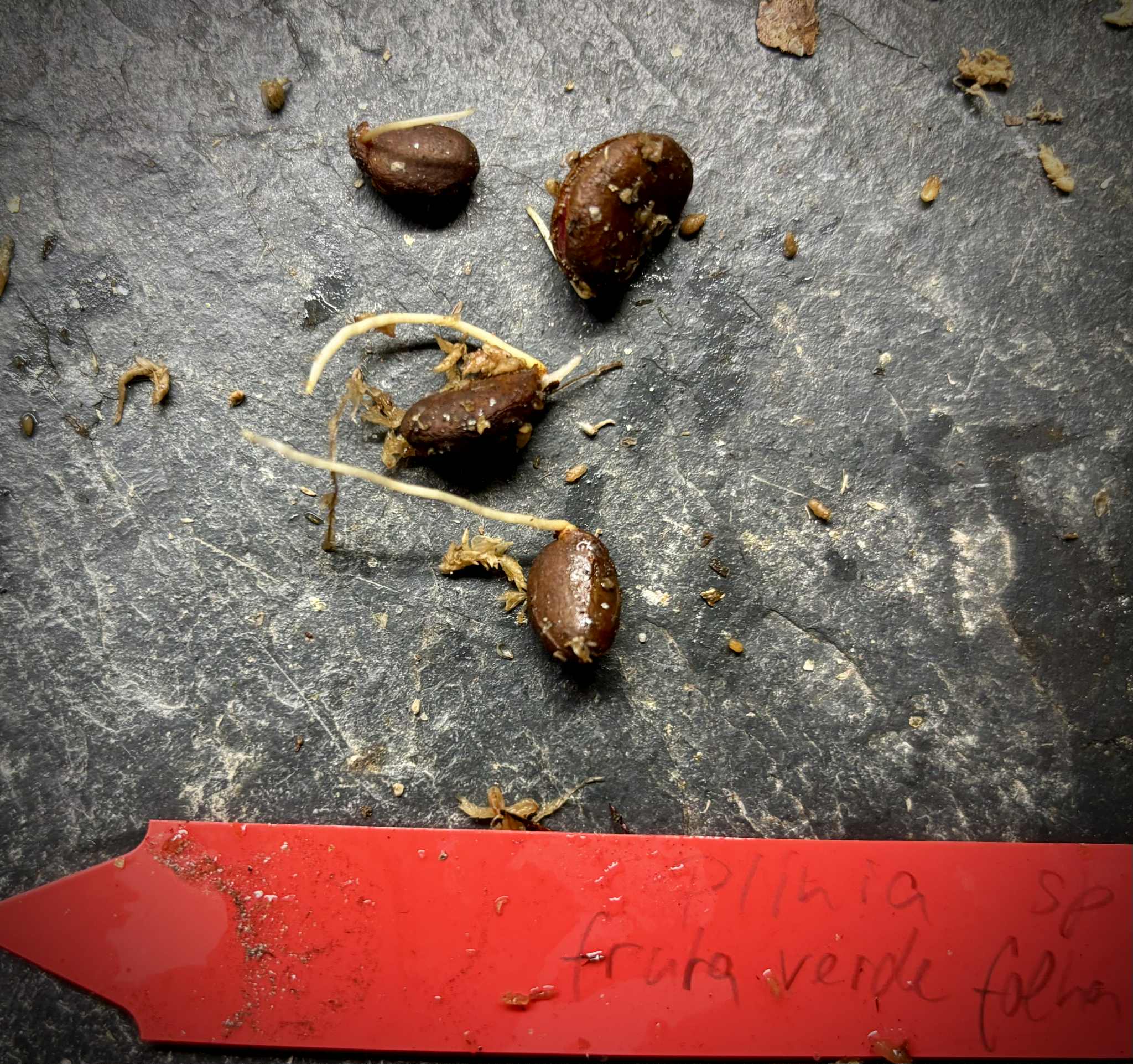 Plinia sp. fruta verde - folha miúda - 1 germinated seed / 1 gekeimter Samen