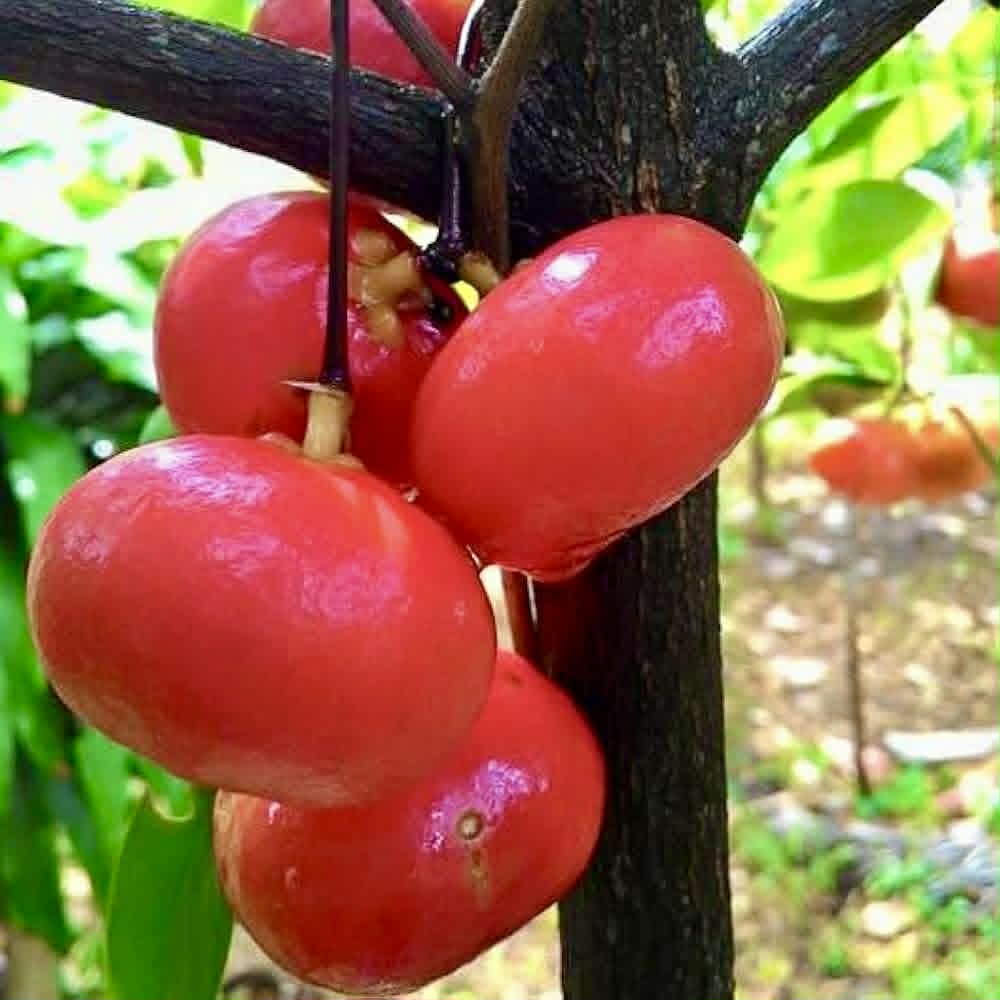 Garcinia lanceifolia - 1 fresh seed / 1 frischer Samen