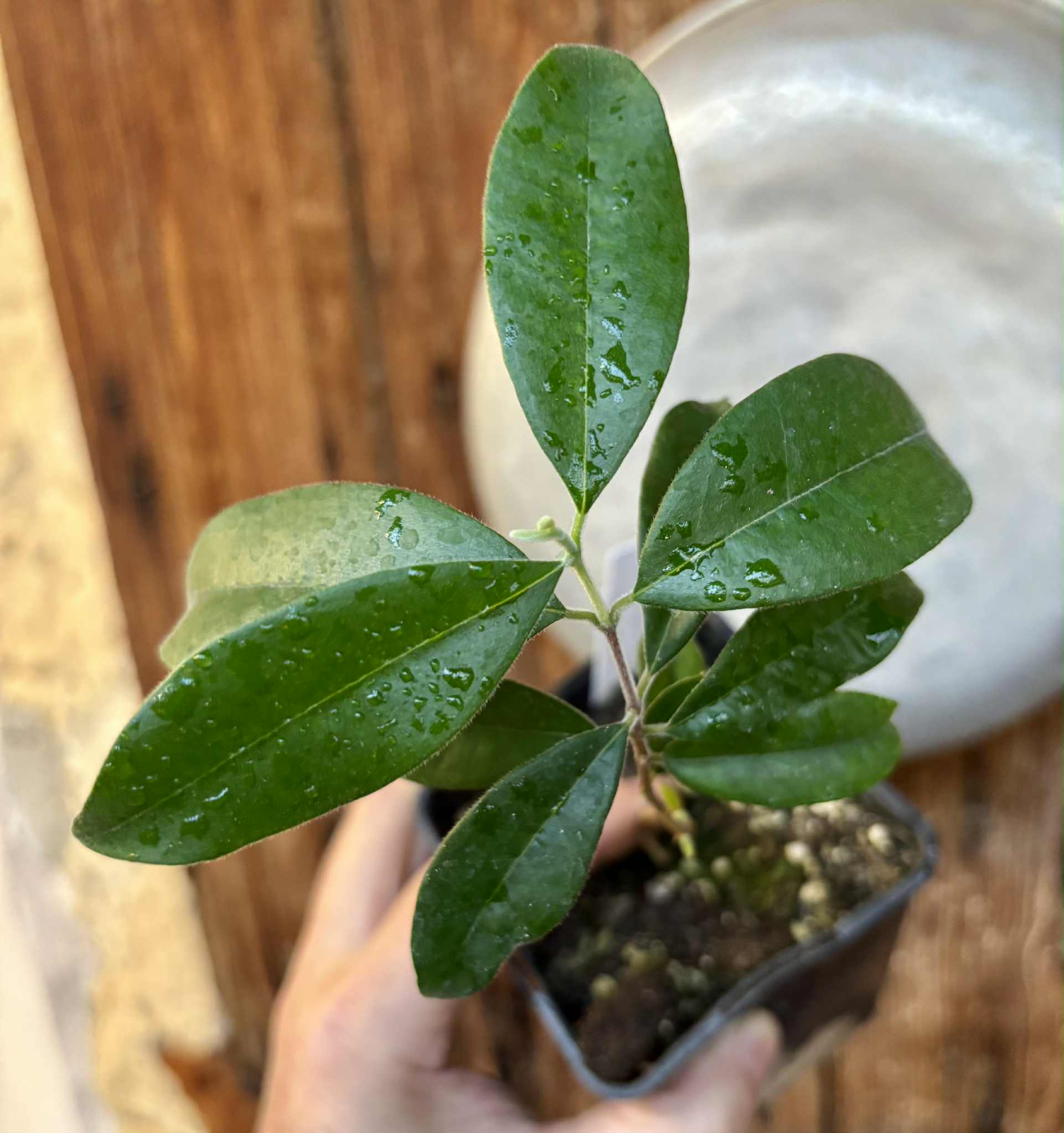 Eugenia caipora BIG -  1 potted plant / 1 getopfte Pflanze