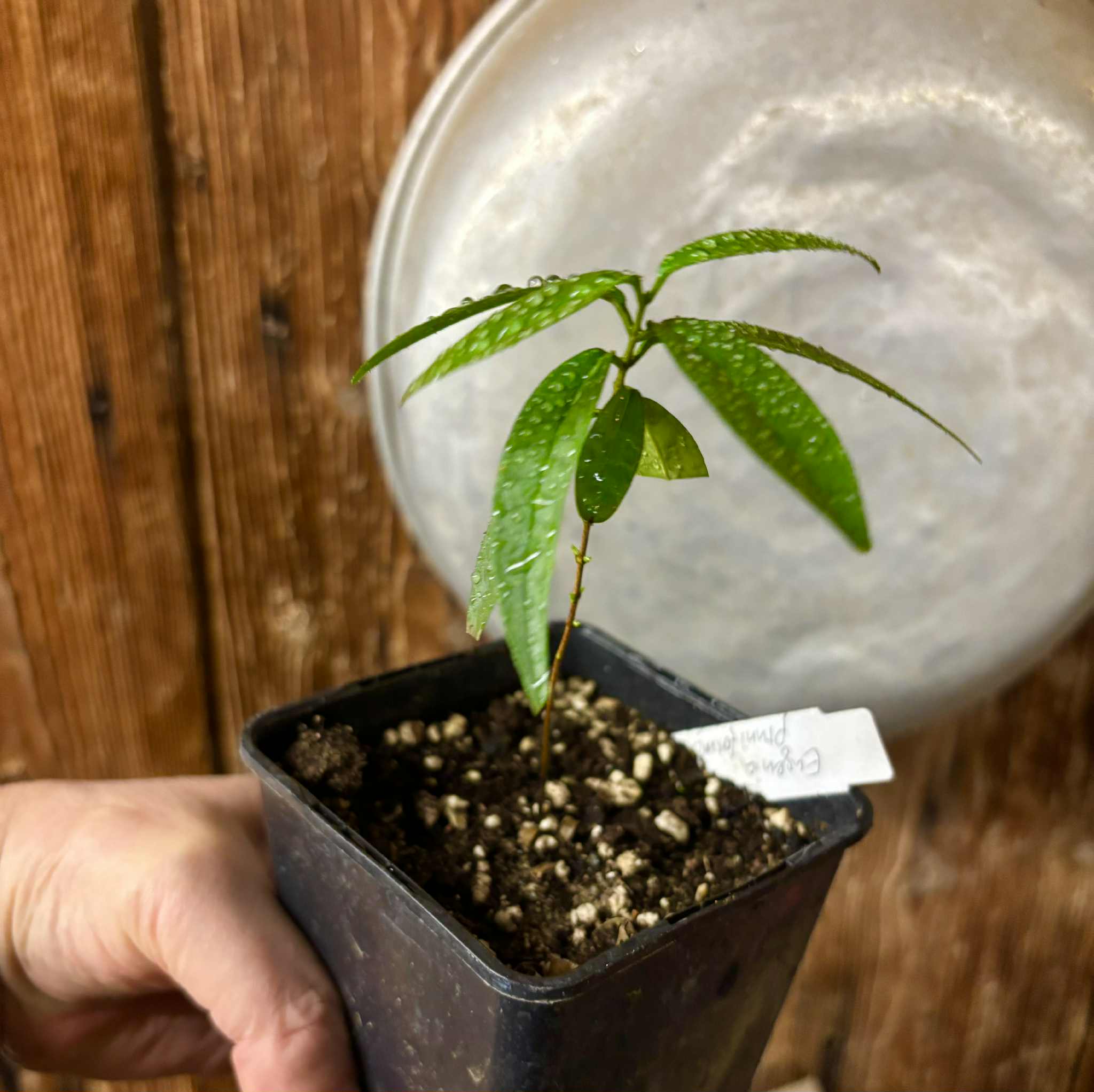 Eugenia pruniformis - Ameixa da Preta - 1 potted plant / 1 getopfte Pflanze