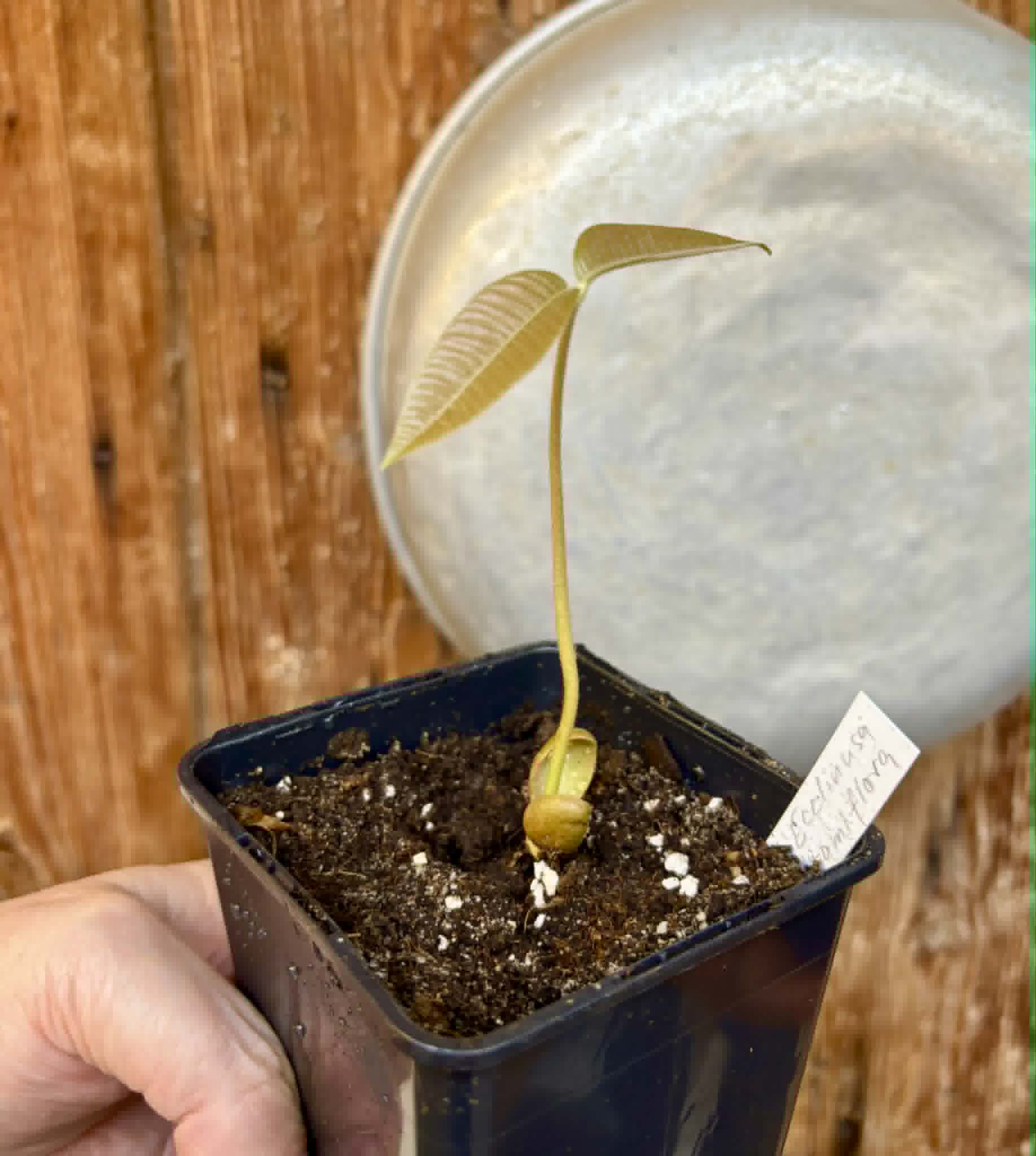Ecclinusa ramiflora -  1 potted seedling / 1 getopfter Sämling