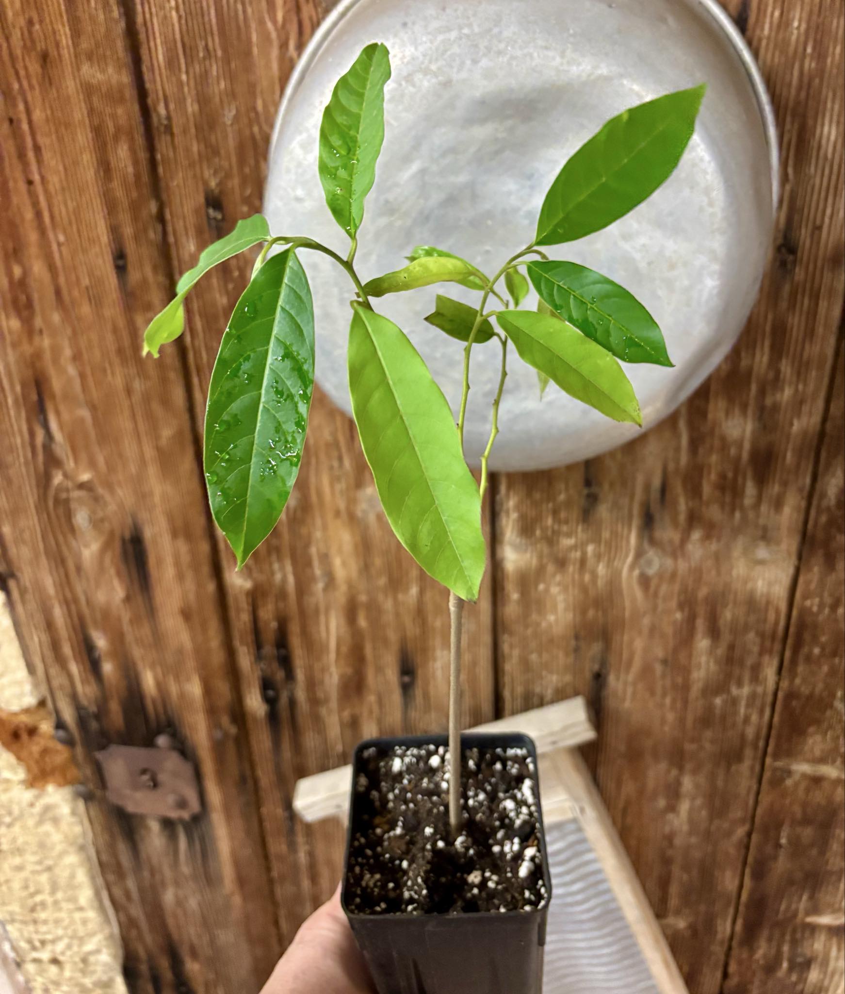 Annona sp. Neles  - 1 potted plant / 1 getopfte Pflanze