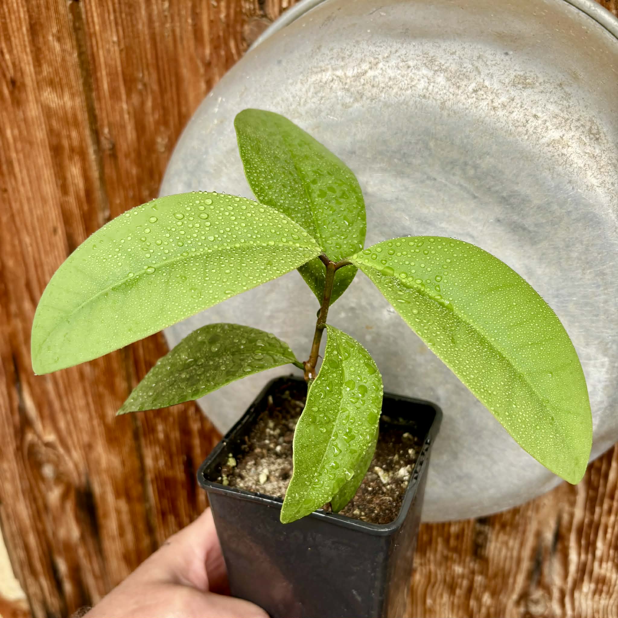 Eugenia sp Unana -  1 potted seedling / 1 getopfter Sämling