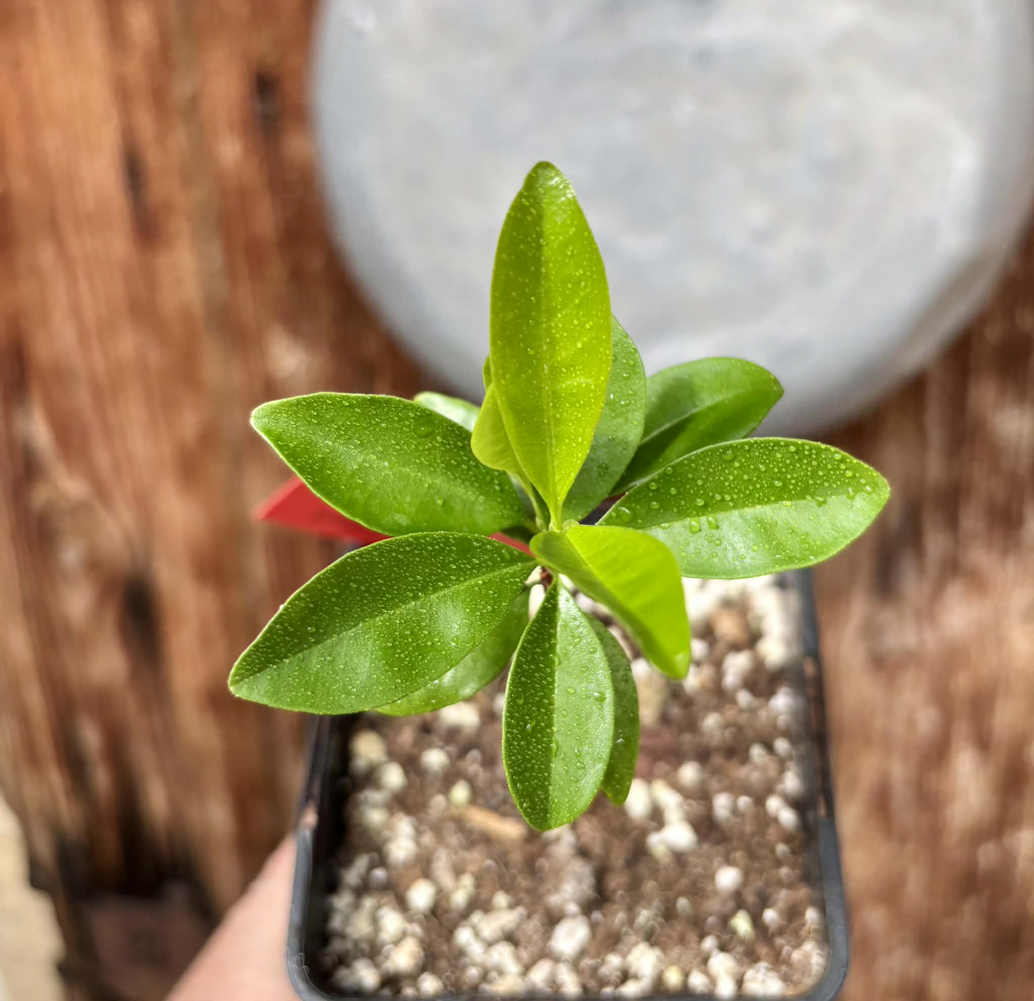 Grumixama (Eugenia brasiliensis) - 1 potted seedling / 1 getopfter Sämling