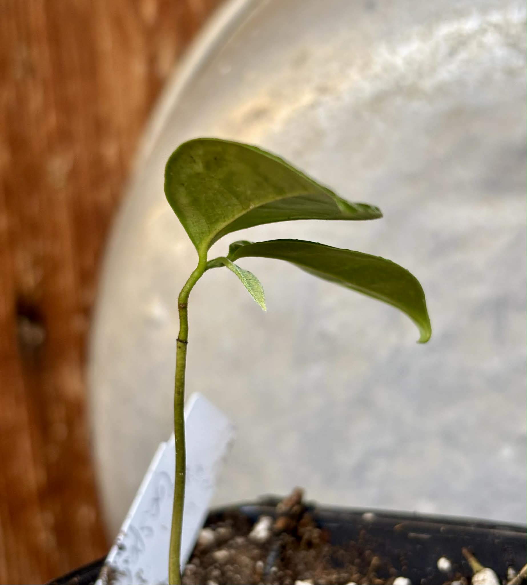 Annona montana var. Gaspar - 1 potted seedling / 1 getopfter Sämling