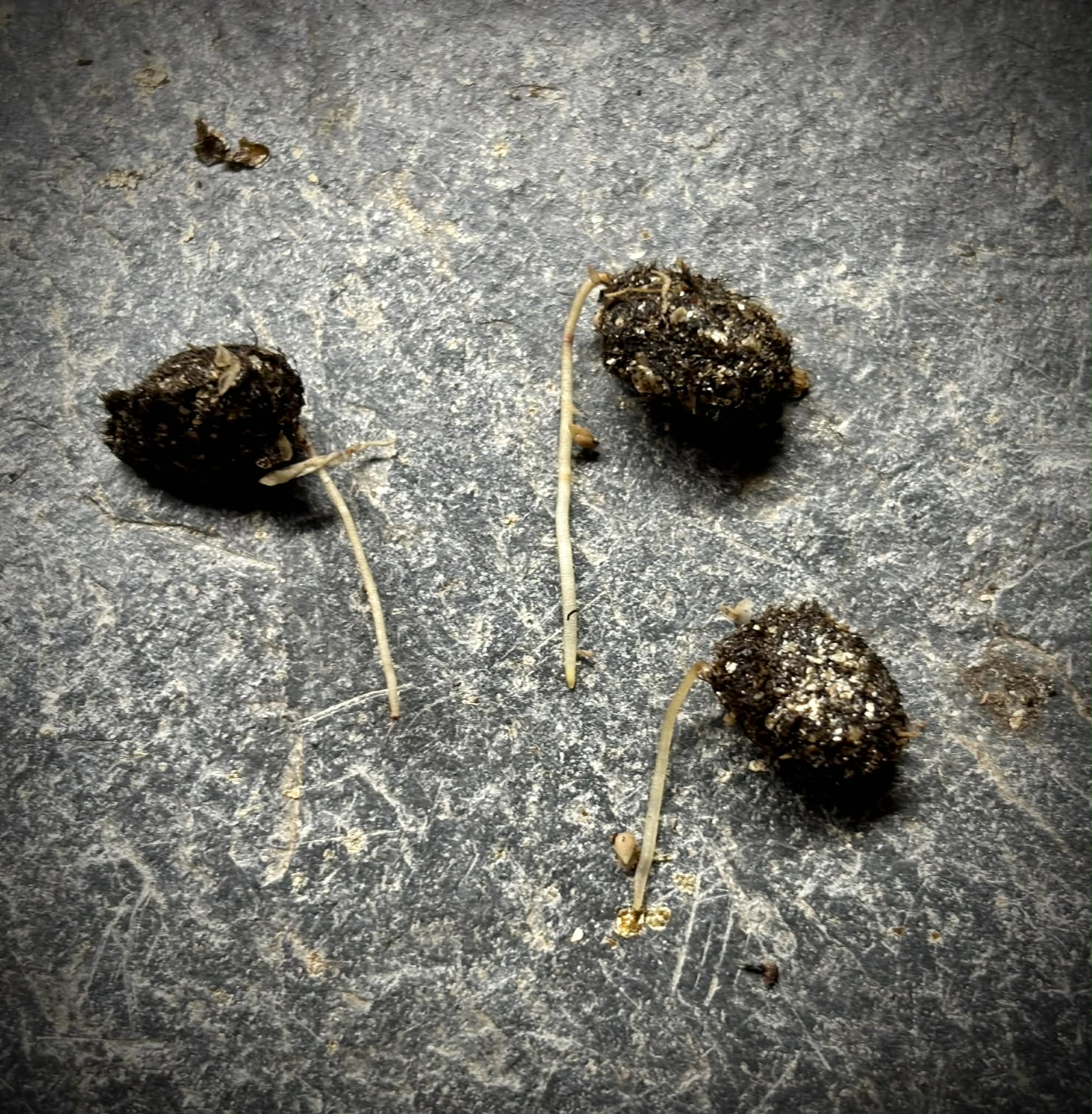 Myrciaria guaquiea - 1 germinated seed / 1 gekeimter Samen