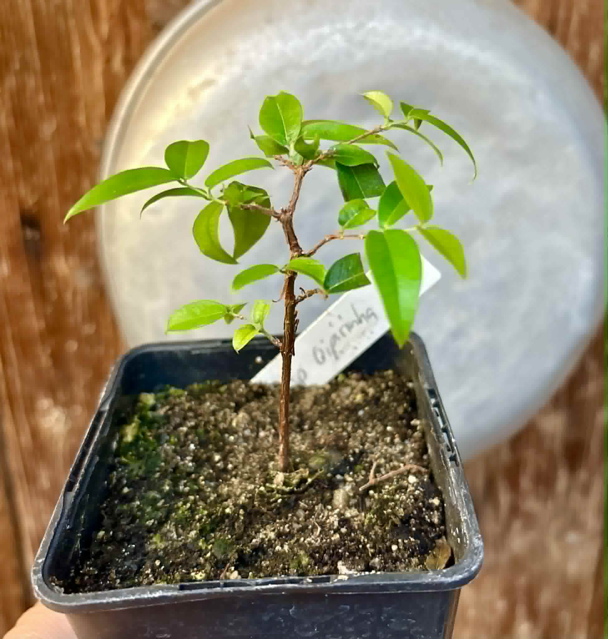 Jaboticaba Oipirinha (Plinia sp) - 1 potted plant/ 1  getopfte Pflanze