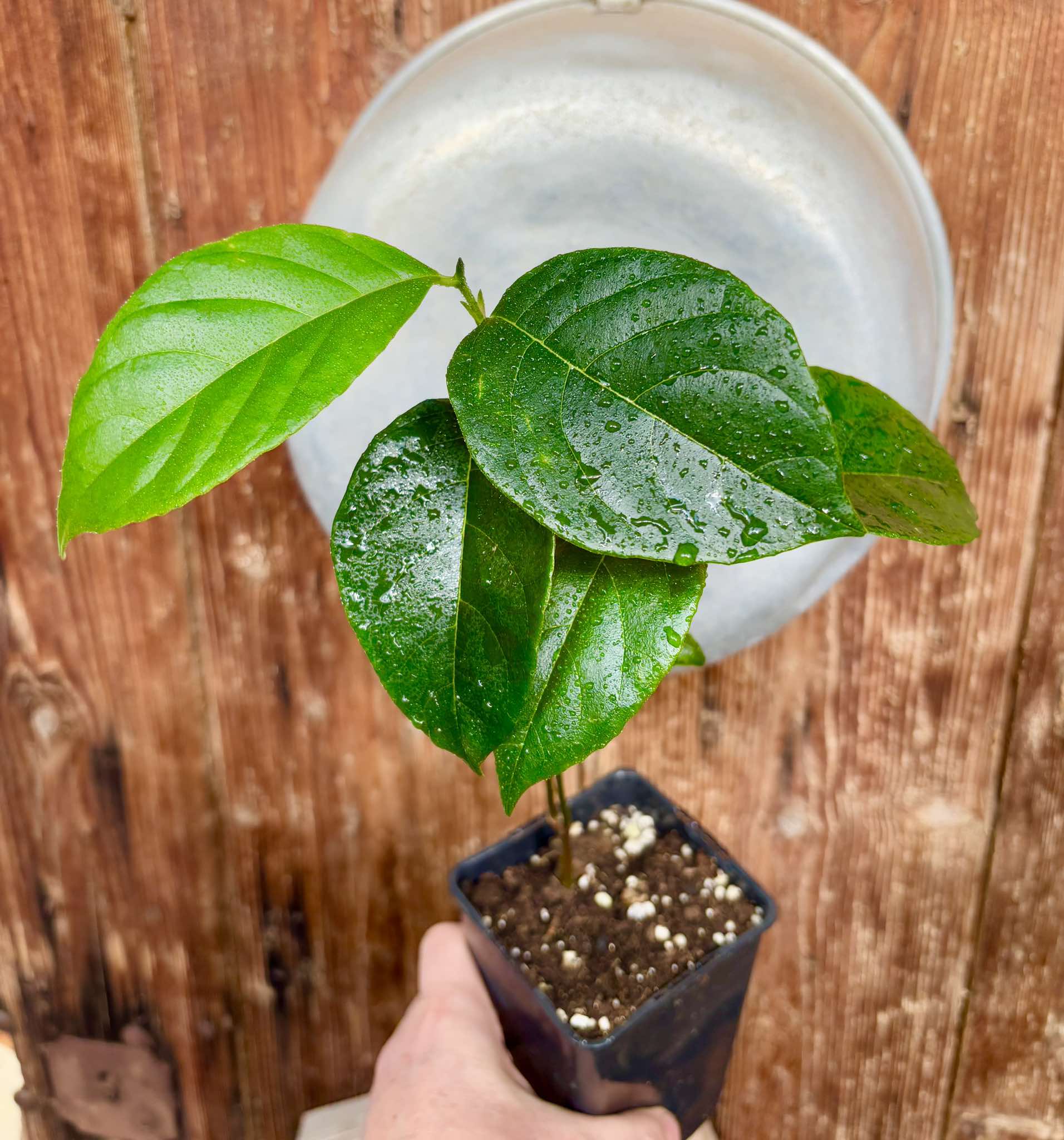 Jackfruit (Artocarpus heterophyllus) 1 potted plant / 1 getopfte Pflanze Jackfruit (Artocarpus heterophyllus) 1 potted plant / 1 getopfte Pflanze