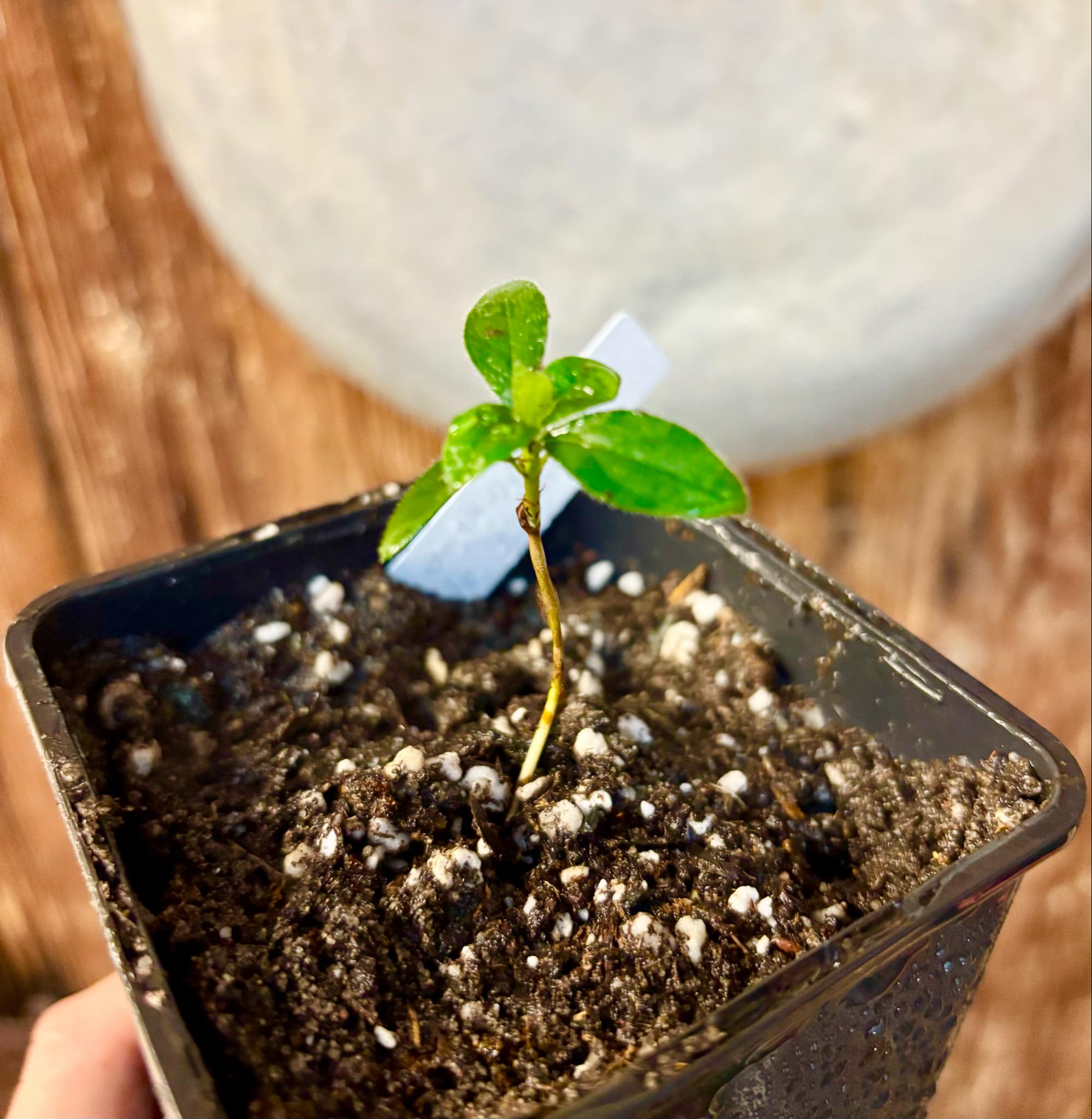 Randia sp Mexico  - 1 small seedling / 1 kleiner Sämling