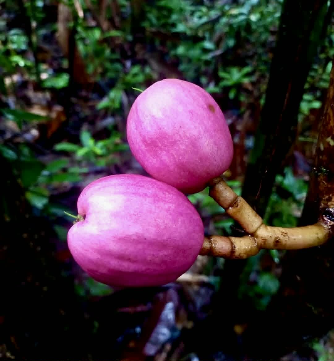 Pre Order - Syzygium jiewhoei - 1 fresh seed / 1 frischer Samen