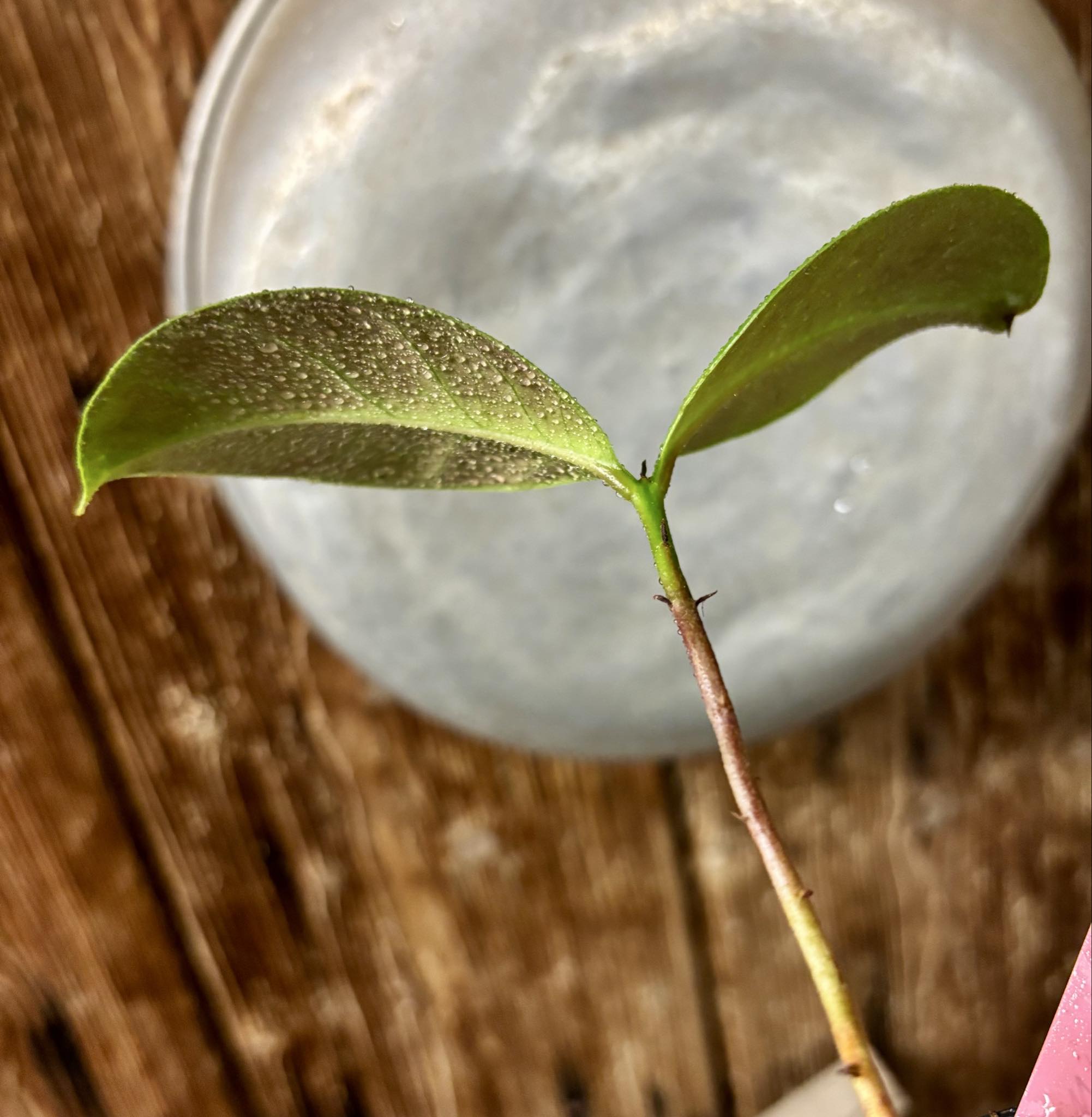 Eugenia sp Terebinthina - 1 potted seedling / 1 getopfter Sämling