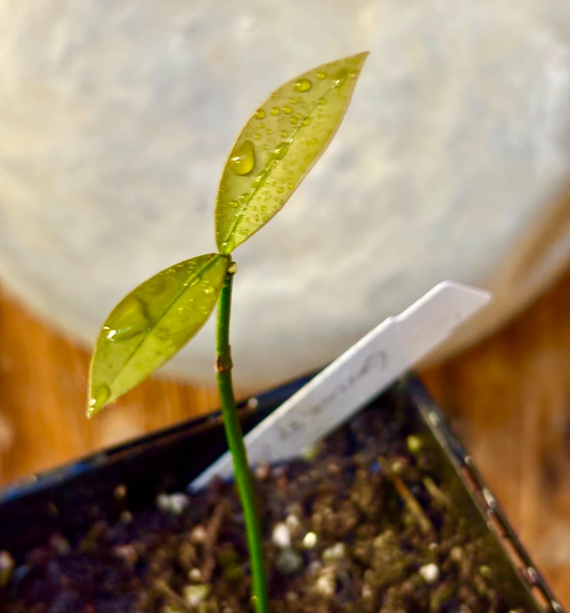 Garcinia sp UNA - 1 small potted seedling / 1 kleiner, getopfter Sämling