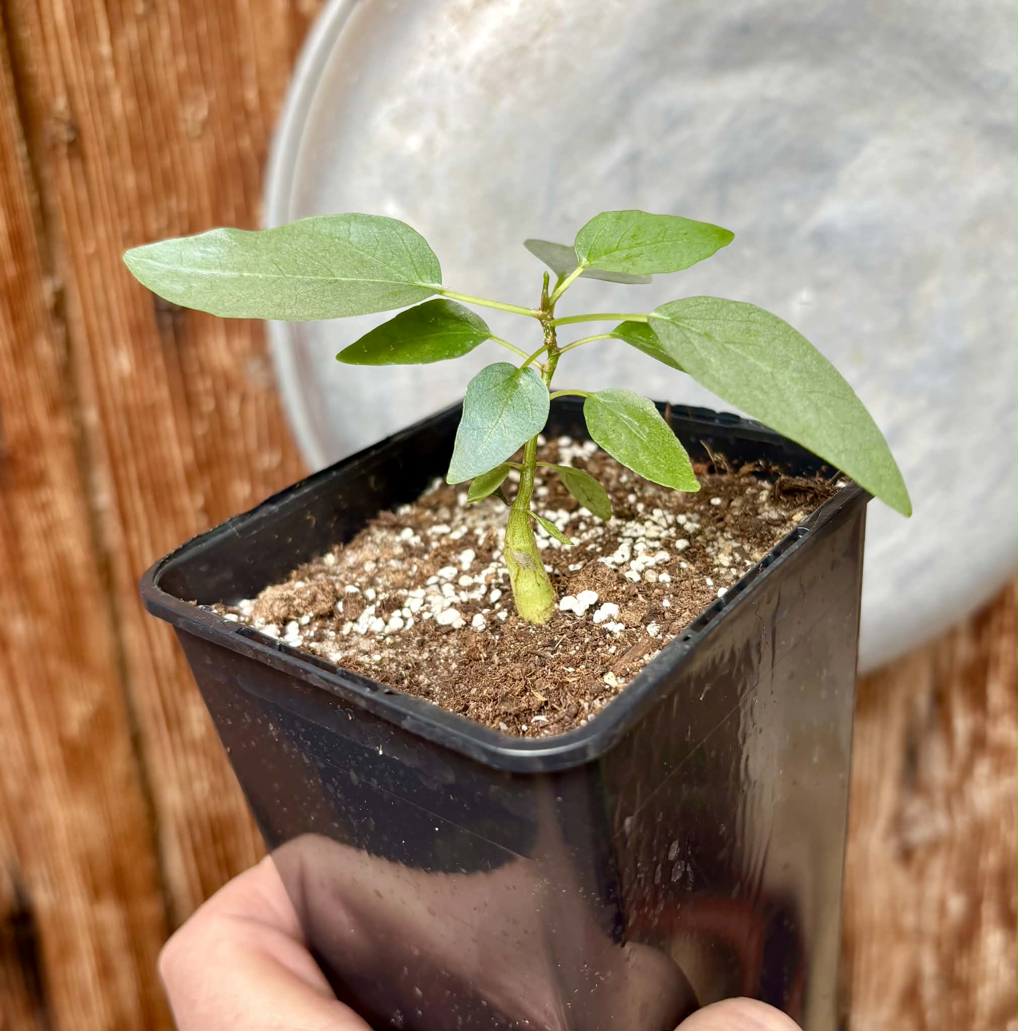 Ficus petiolaris - 1 potted seedling / 1 getopfter Sämling