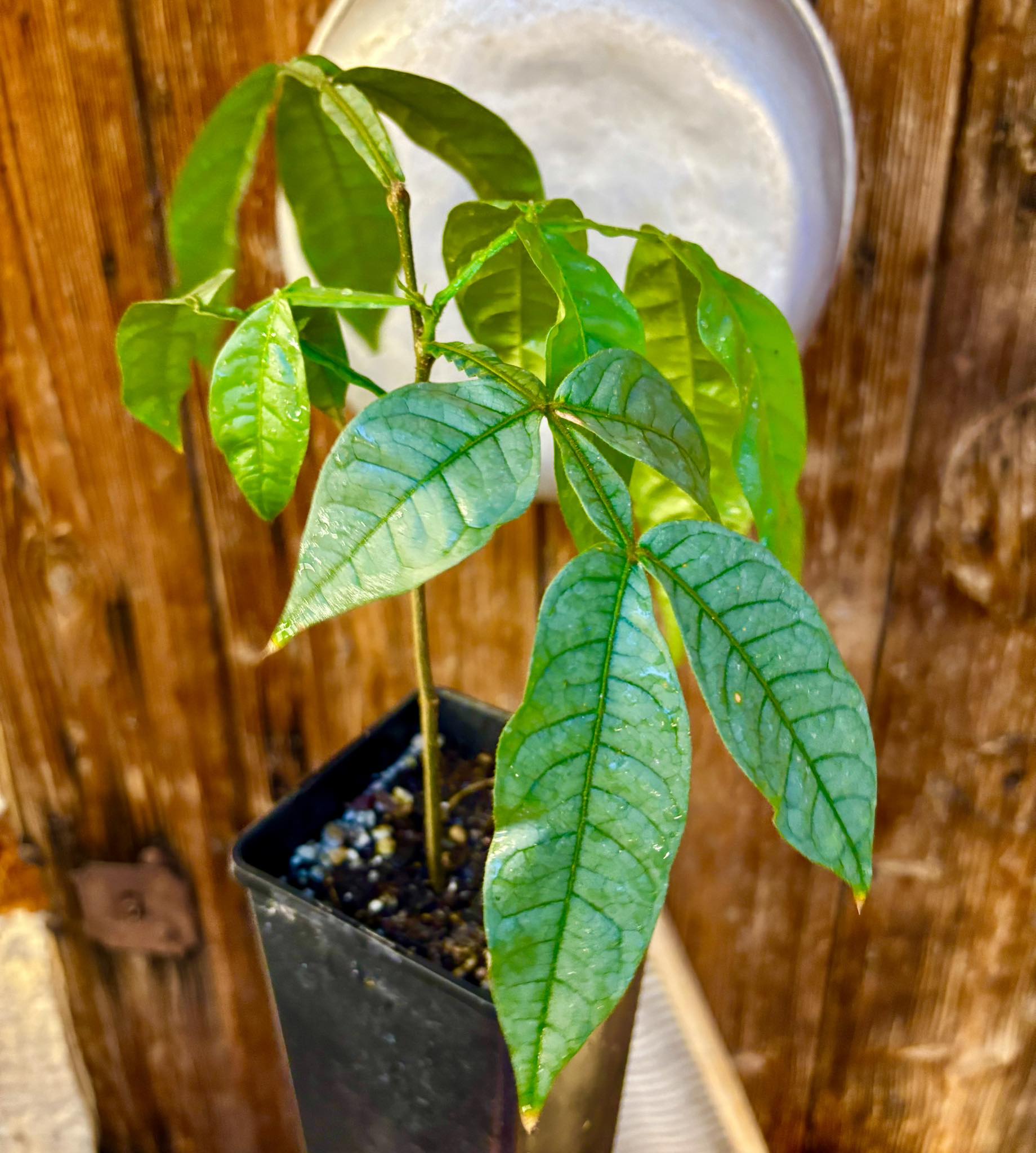 Inga spectabilis - Machete Ice cream bean - 1 potted plant / 1 getopfte Pflanze