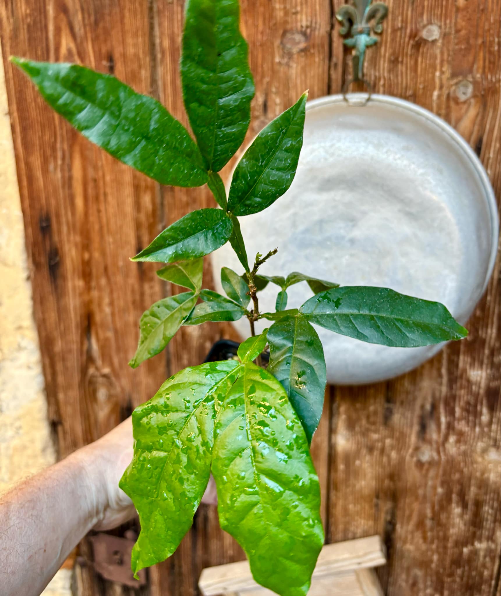 Inga feuilleei - Pacay Ice Cream Bean Nr. 4 - 1 potted plant / 1 getopfte Pflanze Inga feuilleei - Pacay Ice Cream Bean Nr. 4 - 1 potted plant / 1 getopfte Pflanze
