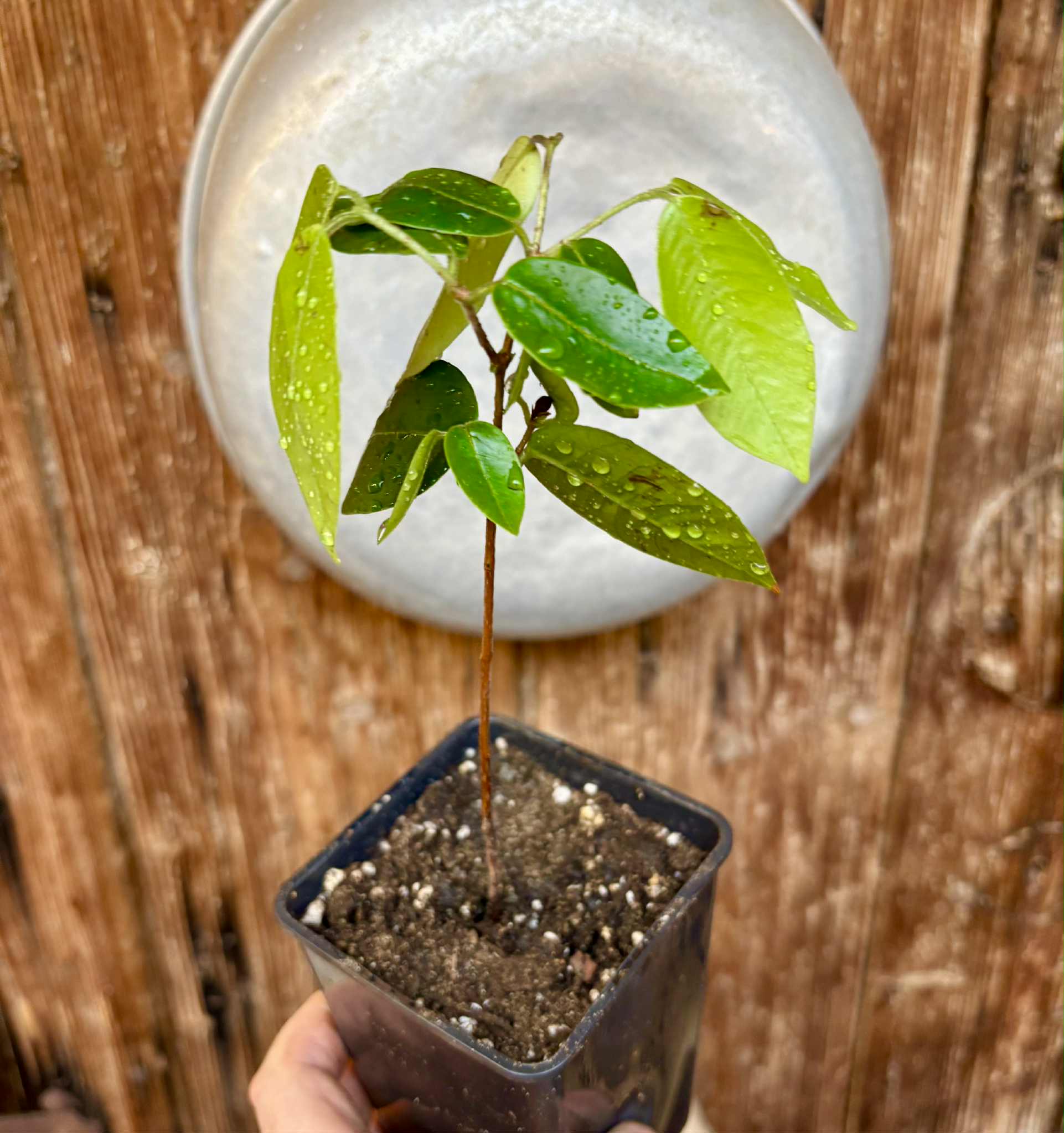 Cambuca (Plinia edulis) - 1 potted plant / 1 getopfte Pflanze