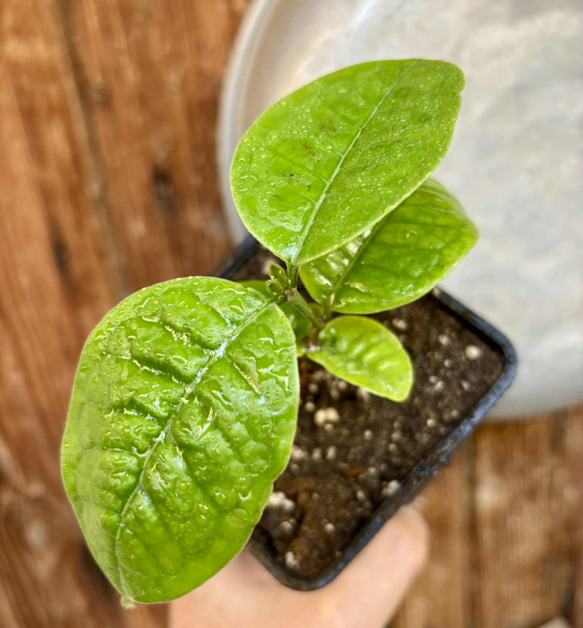 Eugenia bahiensis  - 1 potted plant / 1 getopfte Pflanze