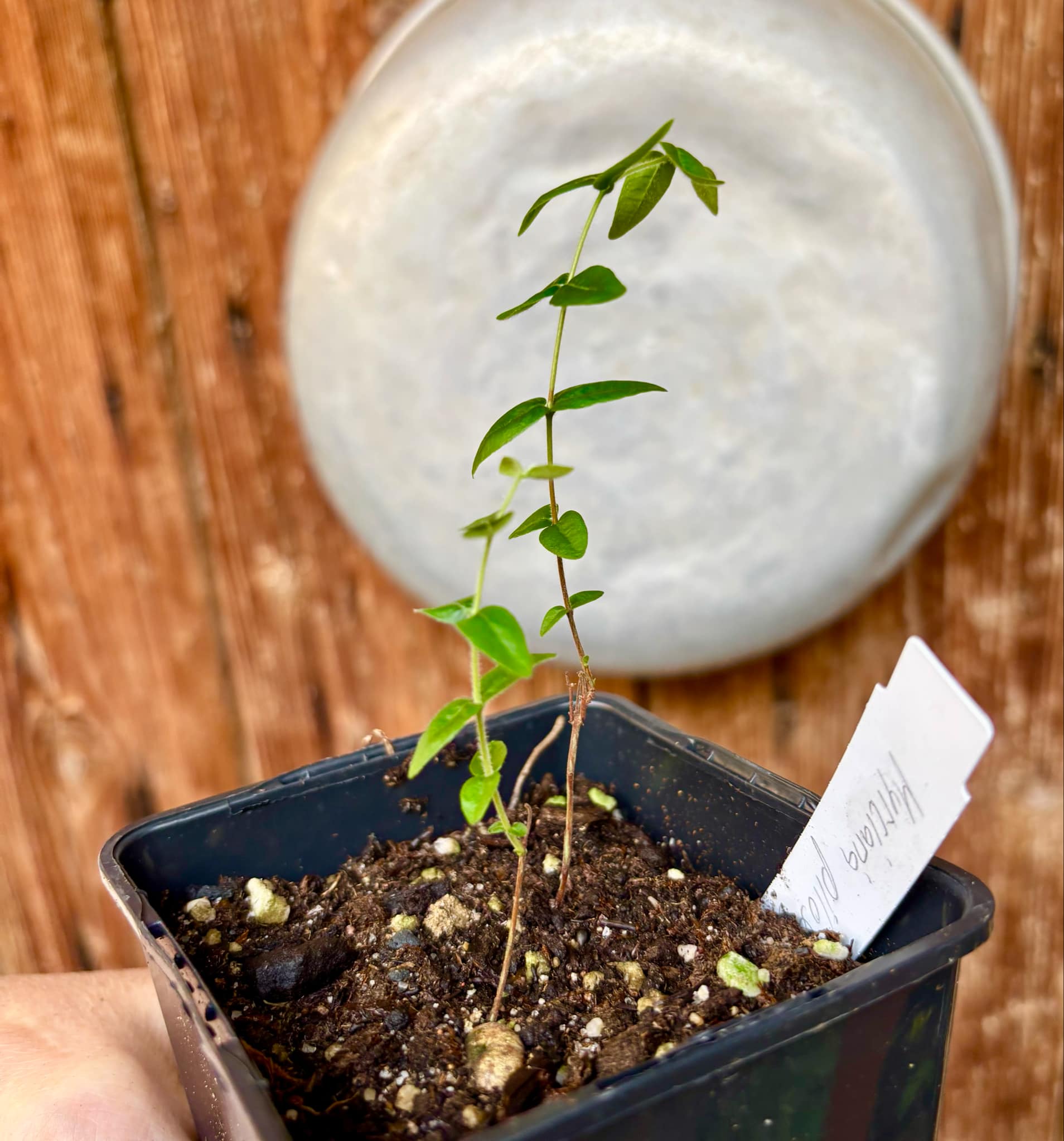 2 in one pot - Myrciaria pilosa - 2 small potted seedlings in one pot / 2 kleine, getopfte Sämlinge in einem Topf 2 in one pot - Myrciaria pilosa - 2 small potted seedlings in one pot / 2 kleine, getopfte Sämlinge in einem Topf