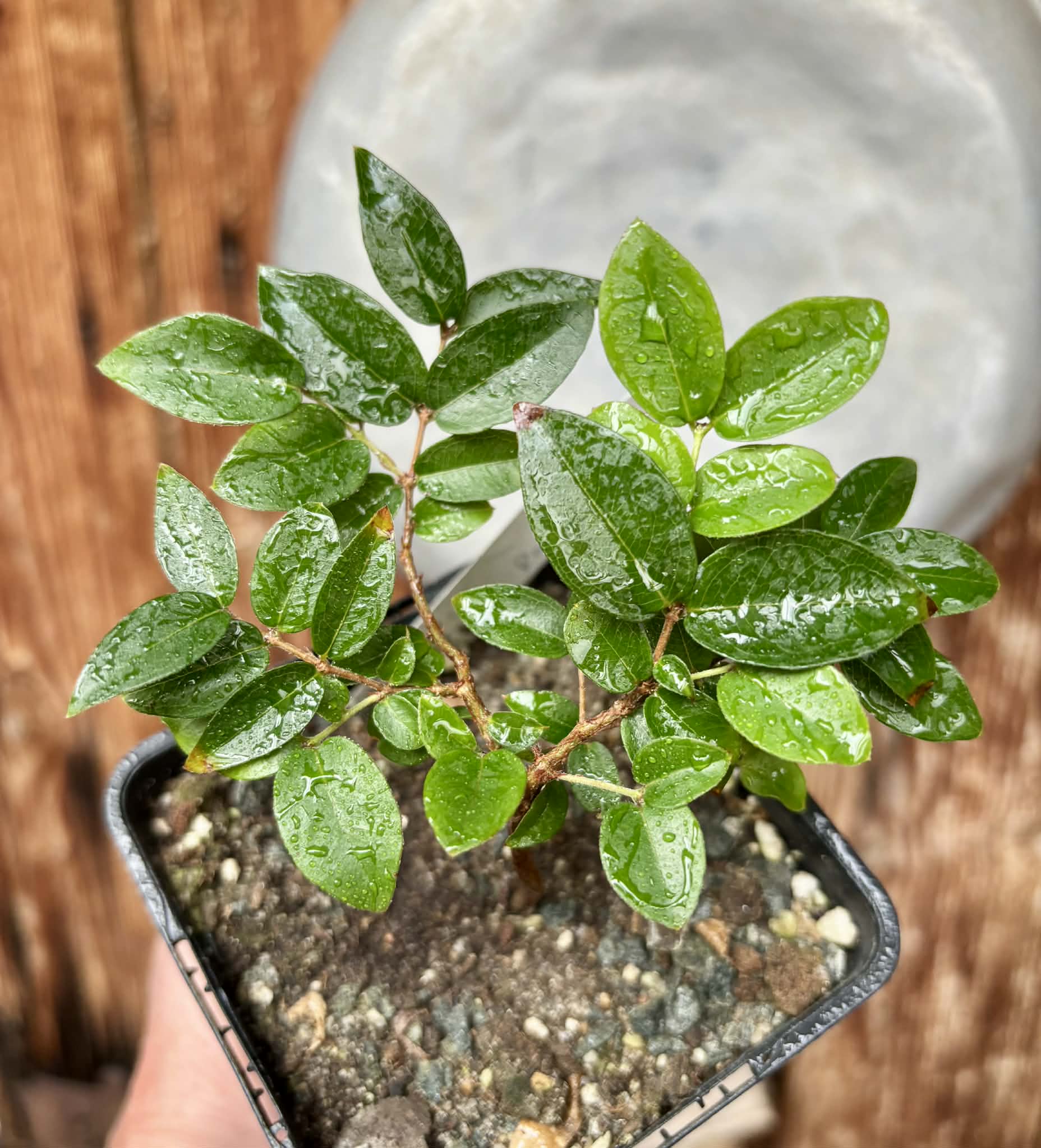 Jaboticaba - Plinia sp Canelinha Polpa rosea - 1 potted seedling / 1 getopfter Sämling