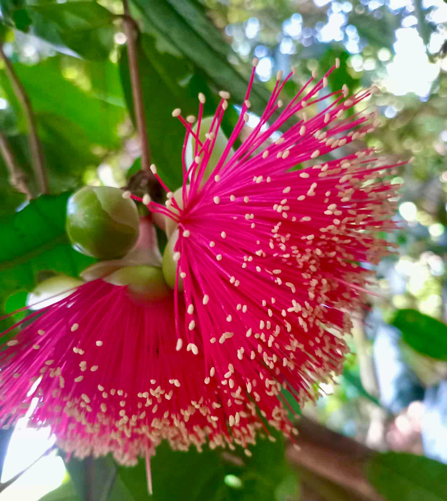 Syzygium sp Khao Luang - 1 fresh seed / 1 frischer Samen