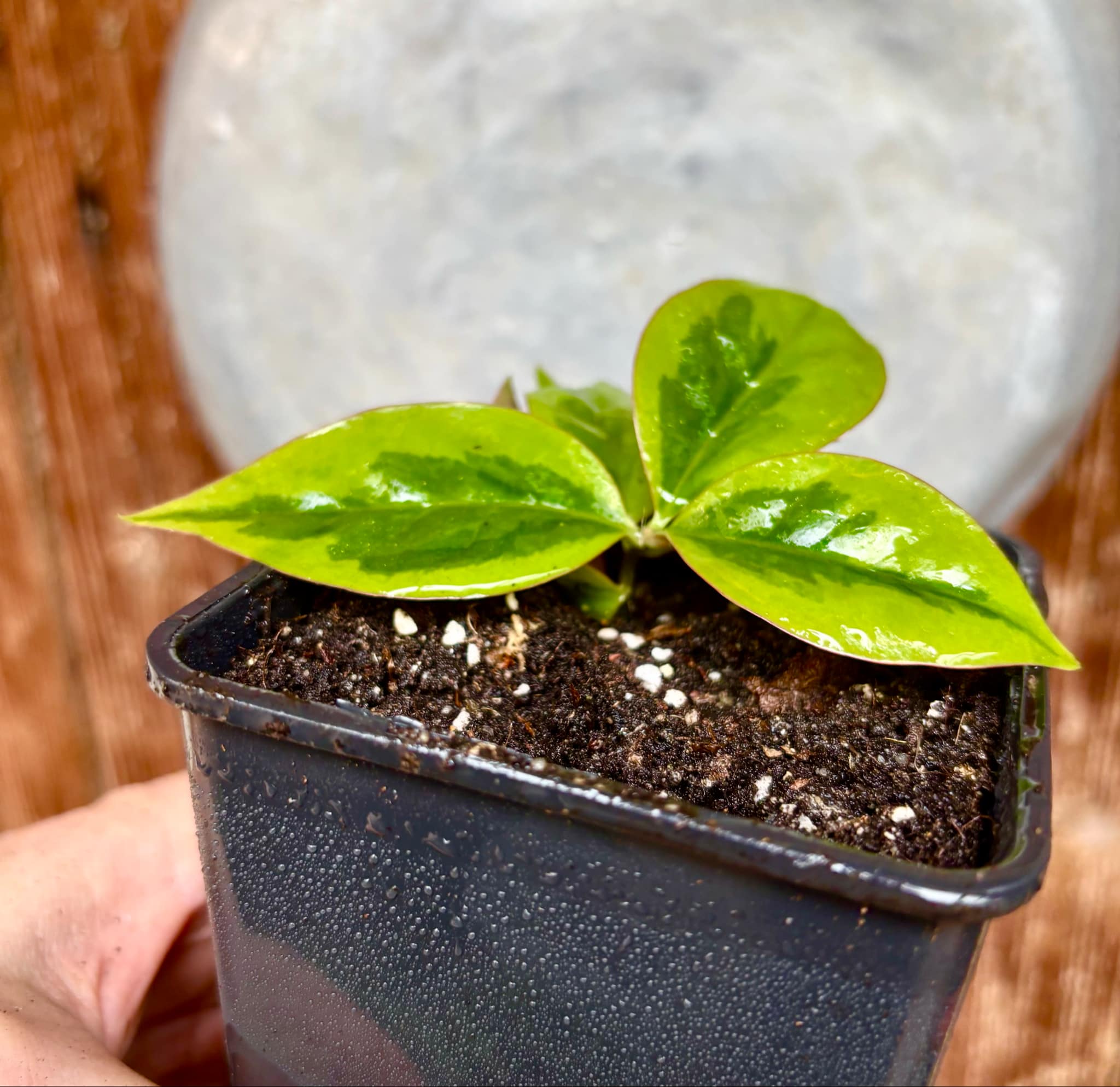 Variegated Barbados Gooseberry - (Pereskia aculeata) - 1 potted plant / 1 getopfte Pflanze