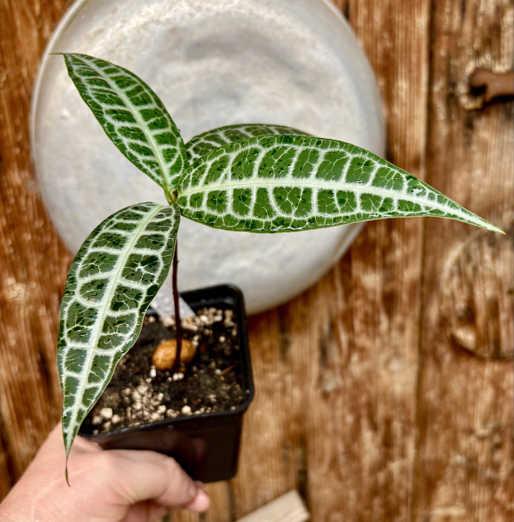 Eugenia sp Labisia Nr. B -  1 potted plant / 1 getopfte Pflanze