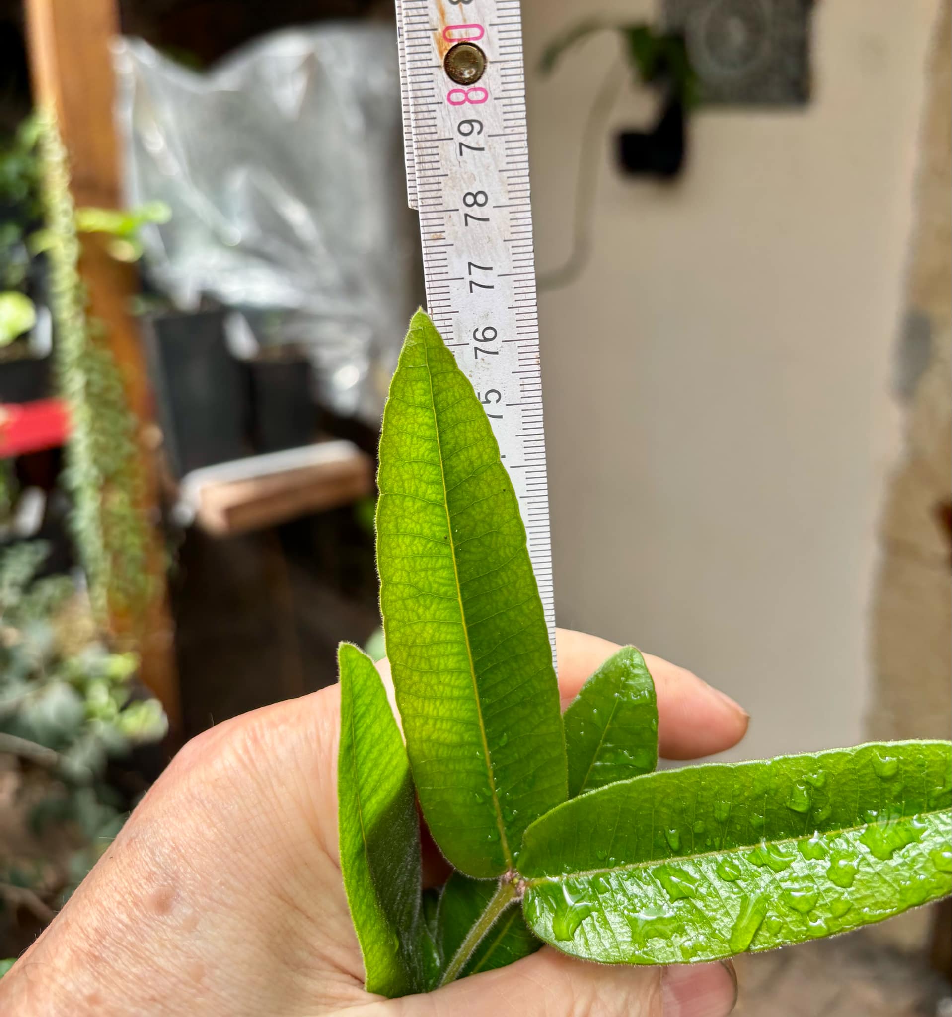 5 years old - Myrciaria caerulescens (Roxa - Blue Guaquiea) - 1 potted plant / 1 getopfte Pflanze 5 years old - Myrciaria caerulescens (Roxa - Blue Guaquiea) - 1 potted plant / 1 getopfte Pflanze