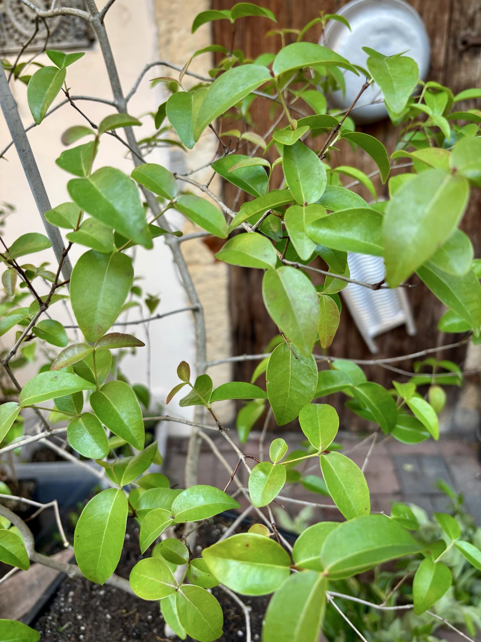 Eugenia uniflora var. Colombia - 1 potted plant / 1 getopfte Pflanze