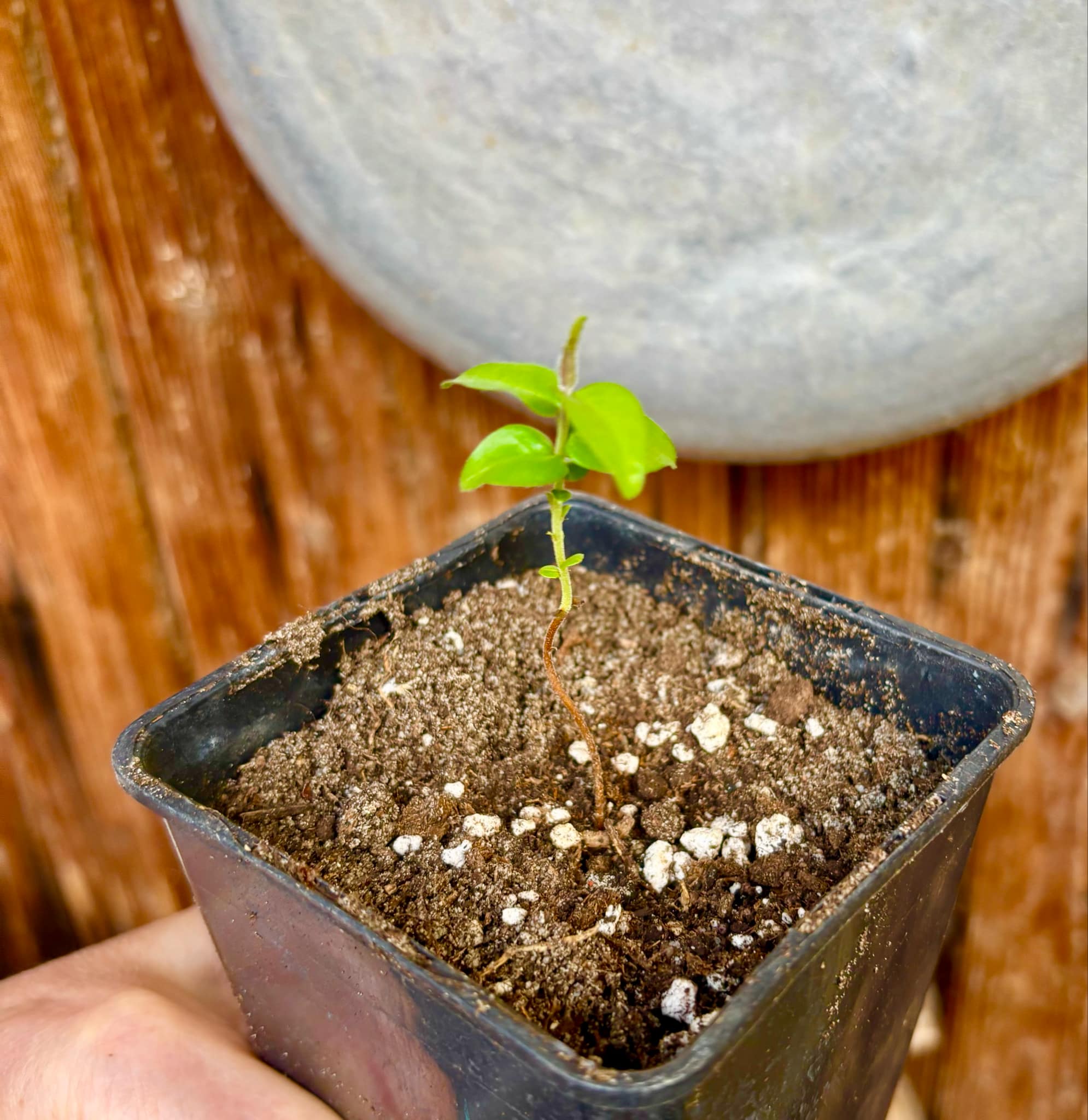 Eugenia sp Palometa - 1 small potted seedling / 1 kleiner, getopfter Sämling Eugenia sp Palometa - 1 small potted seedling / 1 kleiner, getopfter Sämling