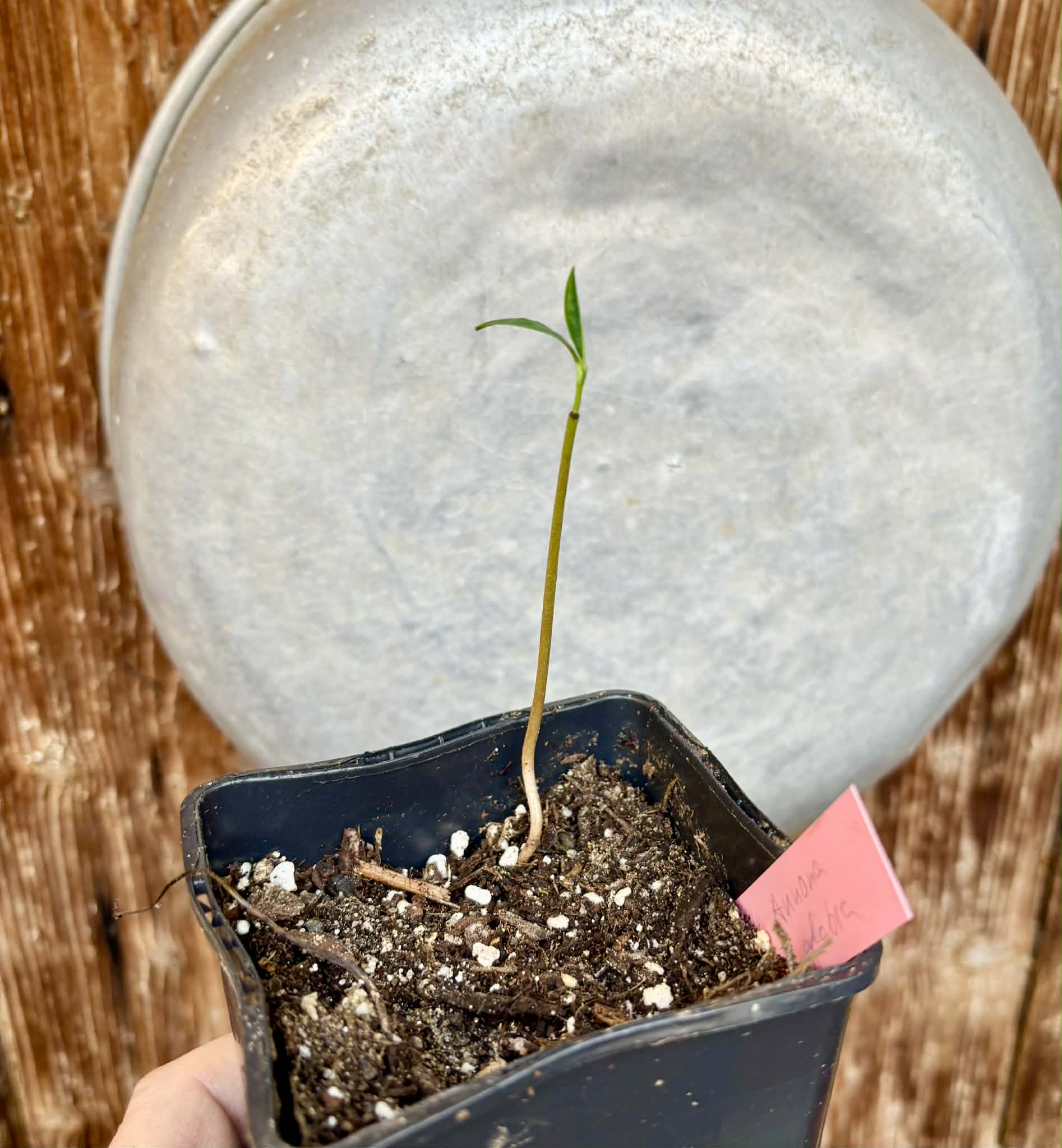 Annona glabra - 1 potted seedling / 1 getopfter Sämling