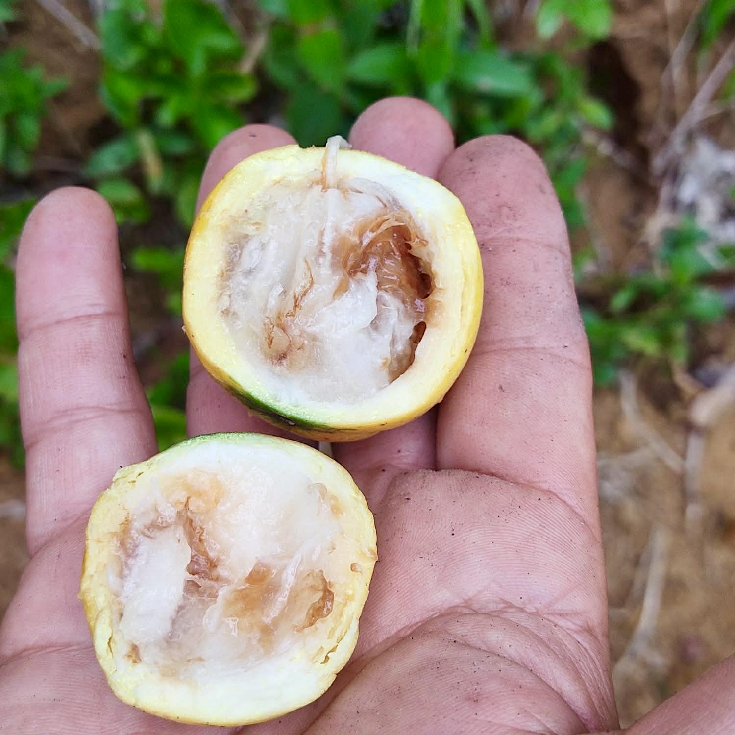 Pre Order - Garcinia macrophylla var. Maraú - 1 fresh seed / 1 frischer Samen