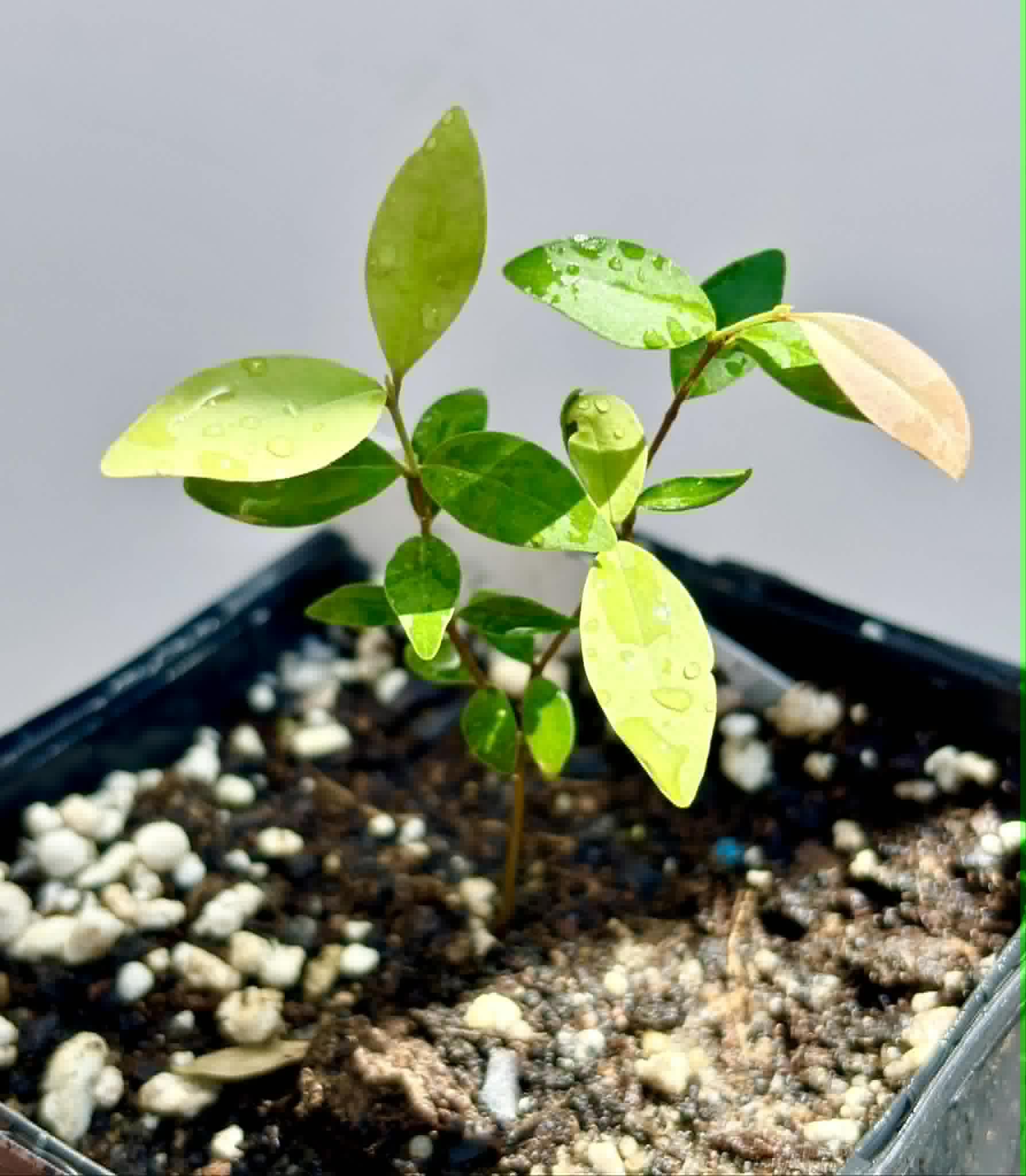 Eugenia sp Uvitas -  1 potted seedling / 1 getopfter Sämling