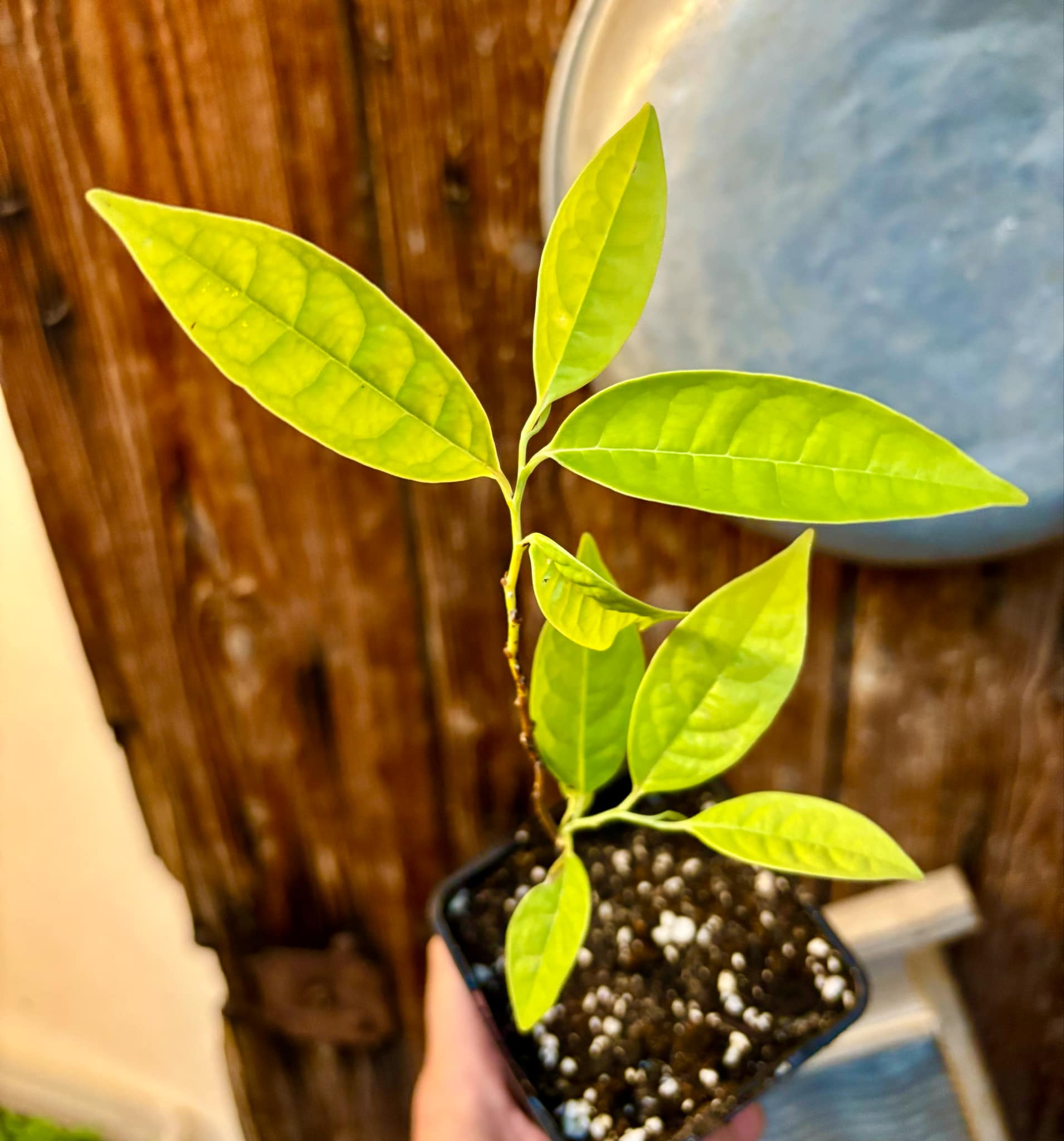 Annona cacans - 1 potted plant / 1 getopfte Pflanze Annona cacans - 1 potted plant / 1 getopfte Pflanze