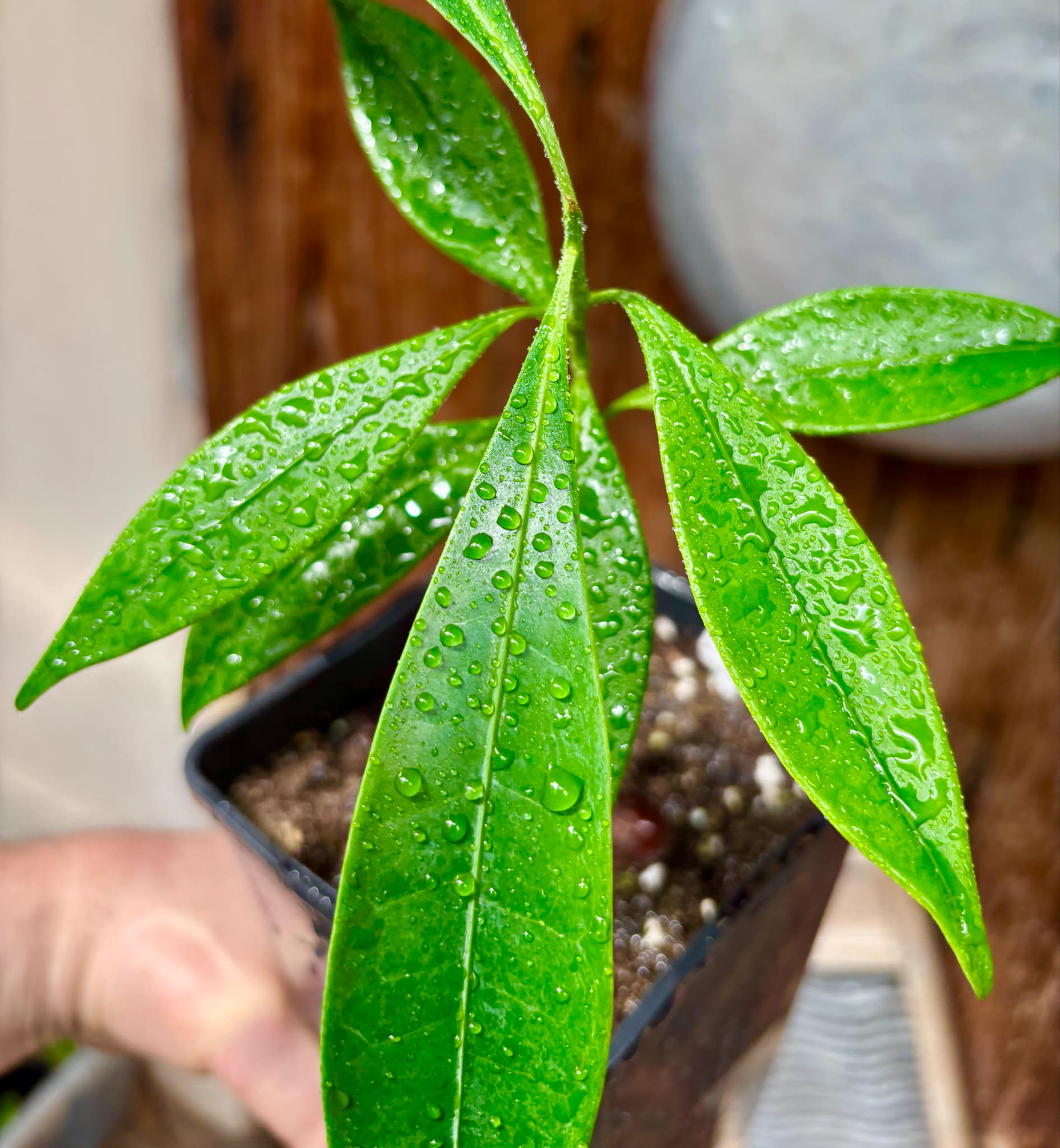 Pouteria macahensis - 1 potted seedling / 1 getopfter Sämling