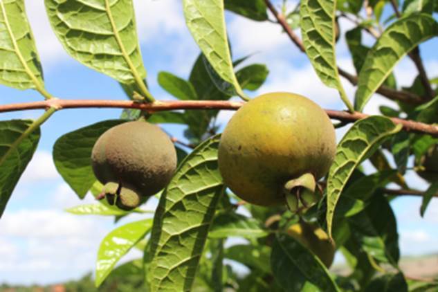 Campomanesia malifolia - Rare exotic plant - Seltene exotische Pflanze